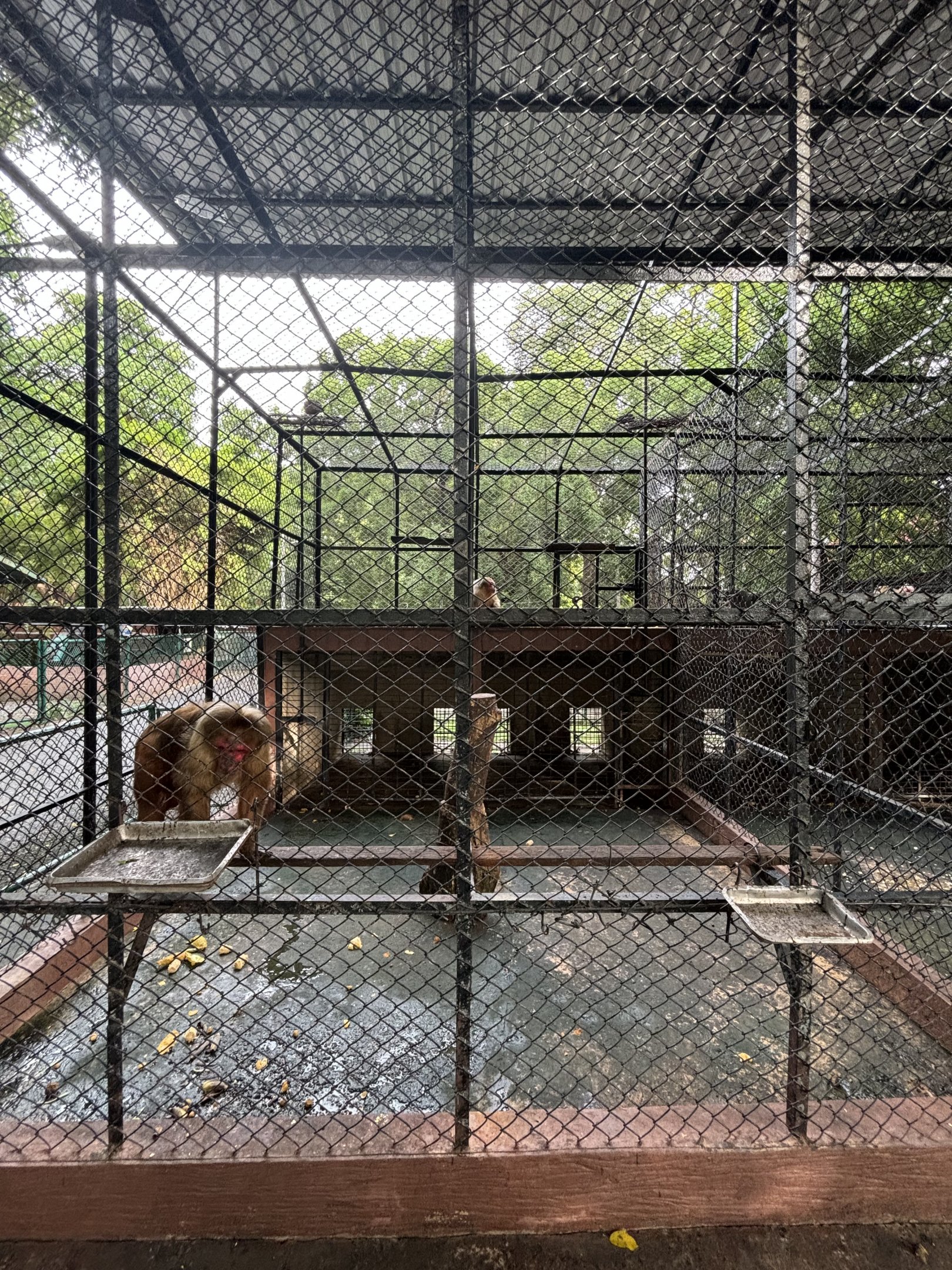 Stump-tailed Macaque Exhibit #1  - Lopburi Zoo