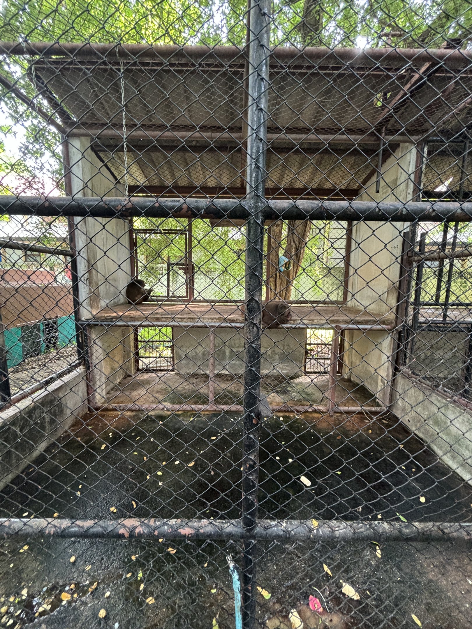 Stump-tailed Macaque Exhibit #2 - Lopburi Zoo