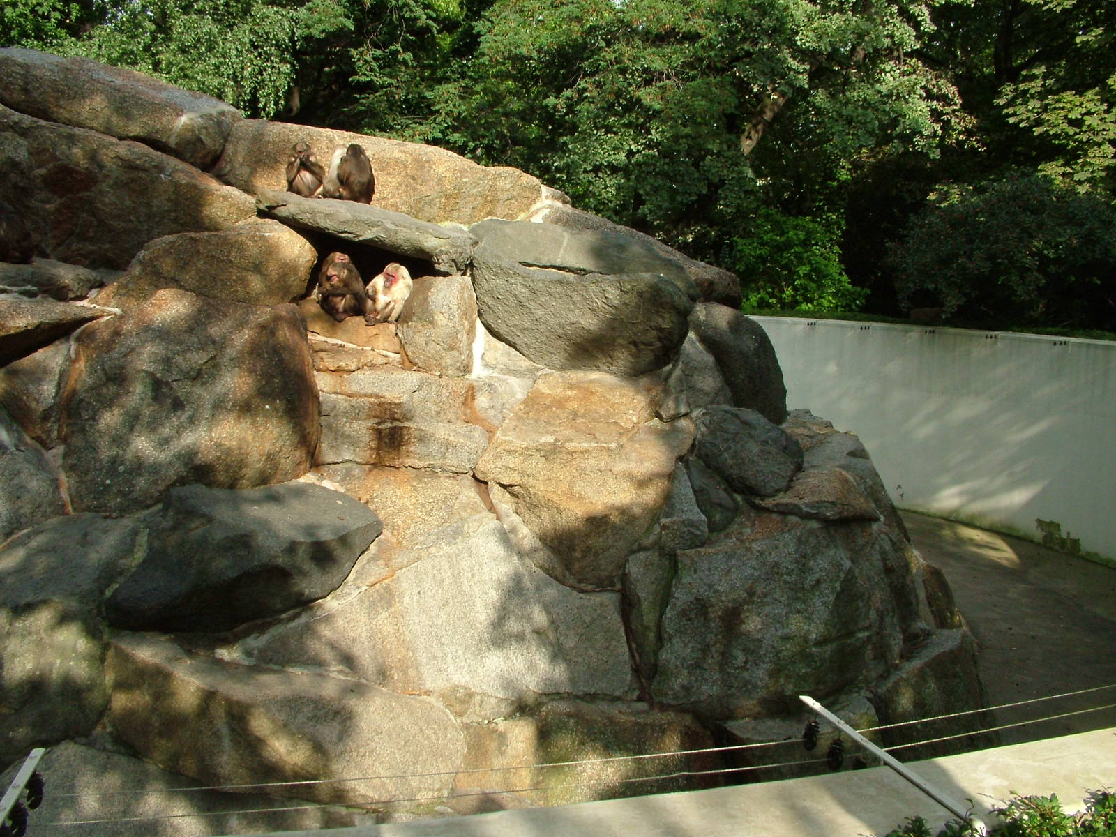Stump-tailed Macaque Exhibit at Berlin Zoo, 31/08/11