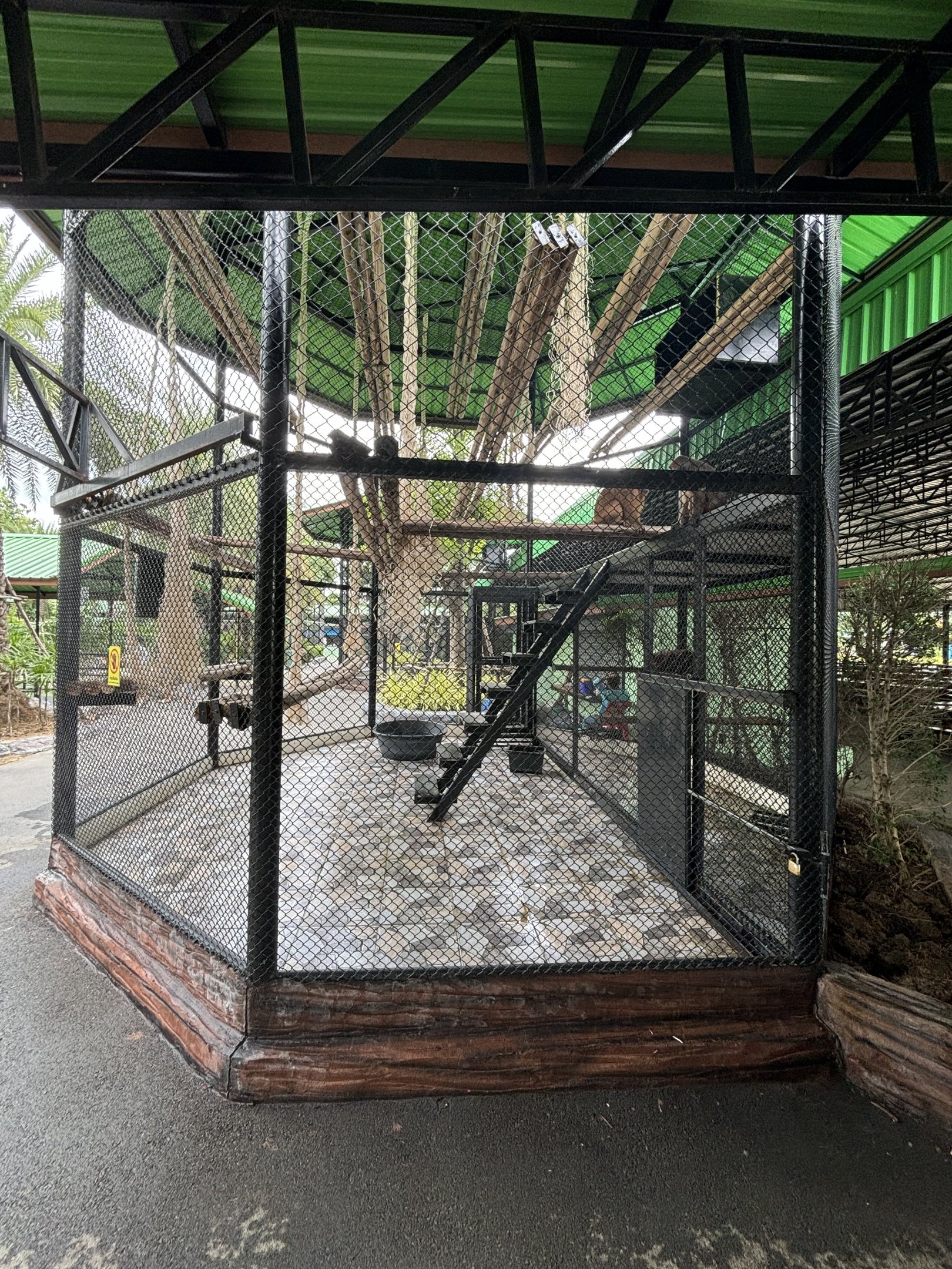 Stump-tailed Macaque Exhibit - Lion Park