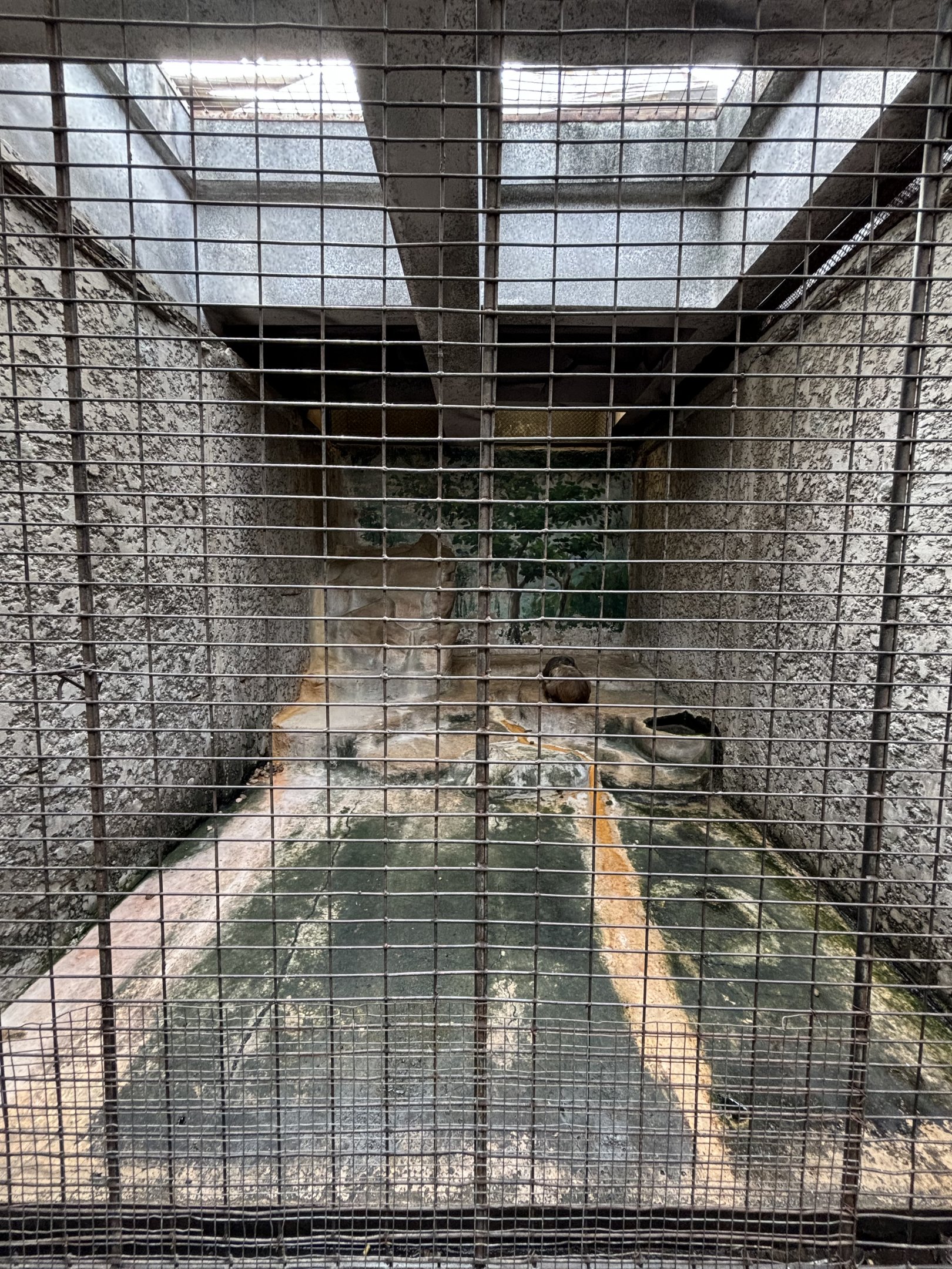 Stump-tailed Macaque Exhibit