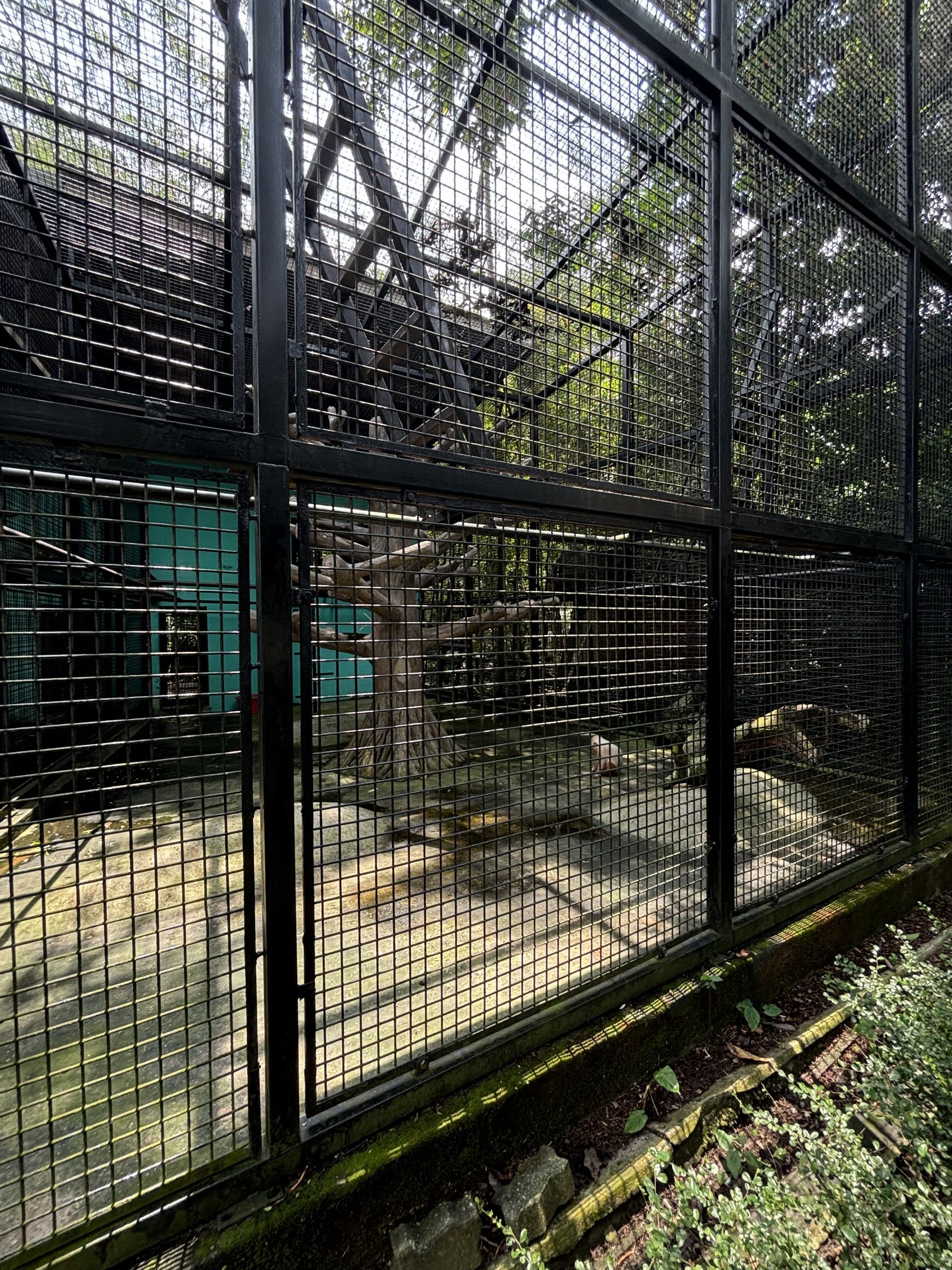 Stump-tailed Macaque Exhibit
