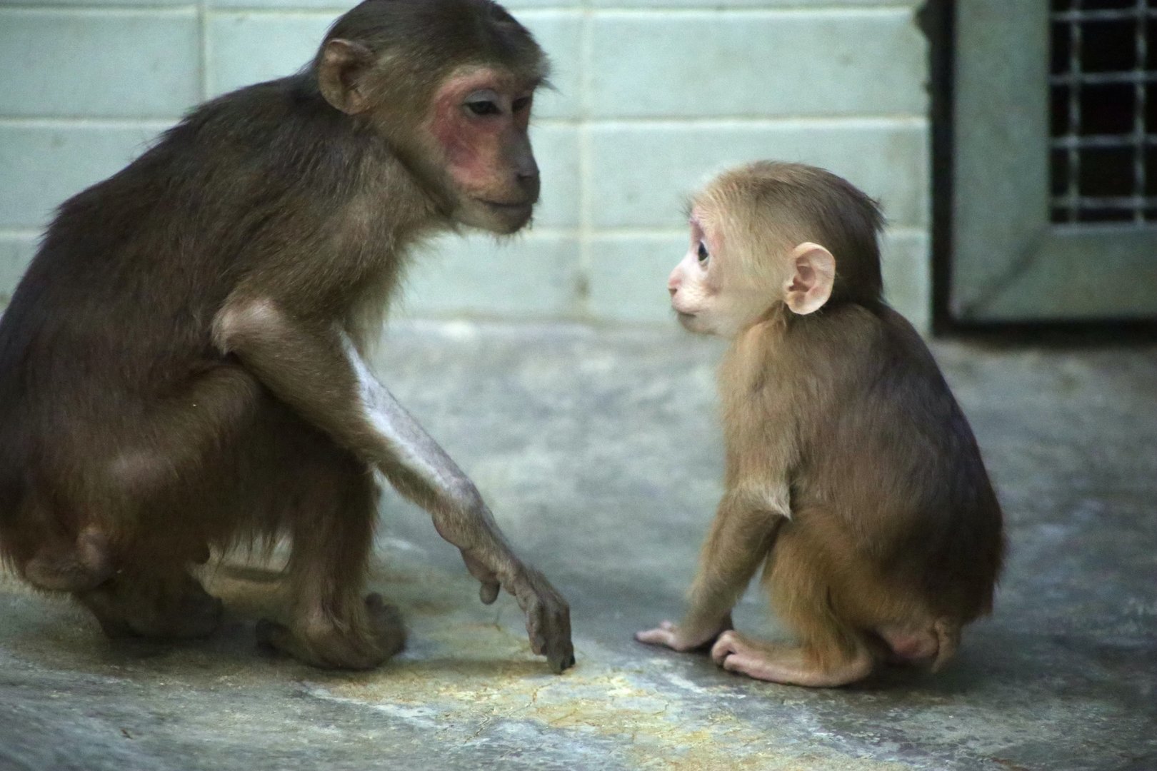 Stump-tailed Macaque (Macaca arctoides), Juvenile and Infant