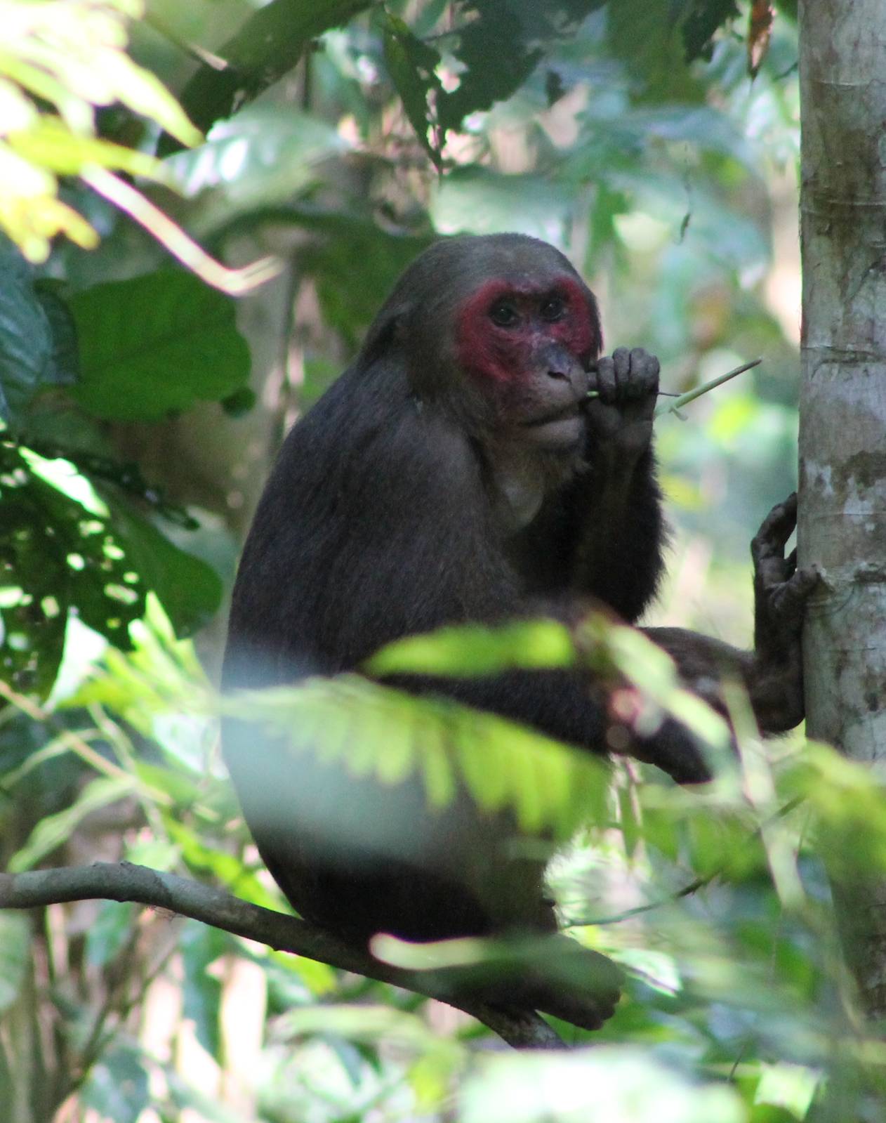 Stump-tailed Macaque (Macaca arctoides)