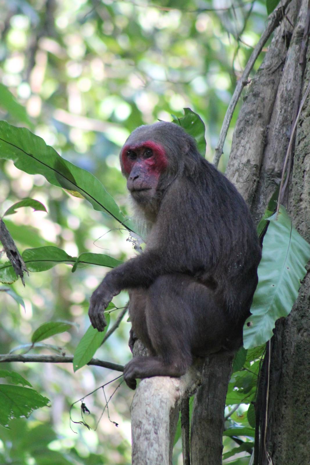 Stump-tailed Macaque (Macaca arctoides)