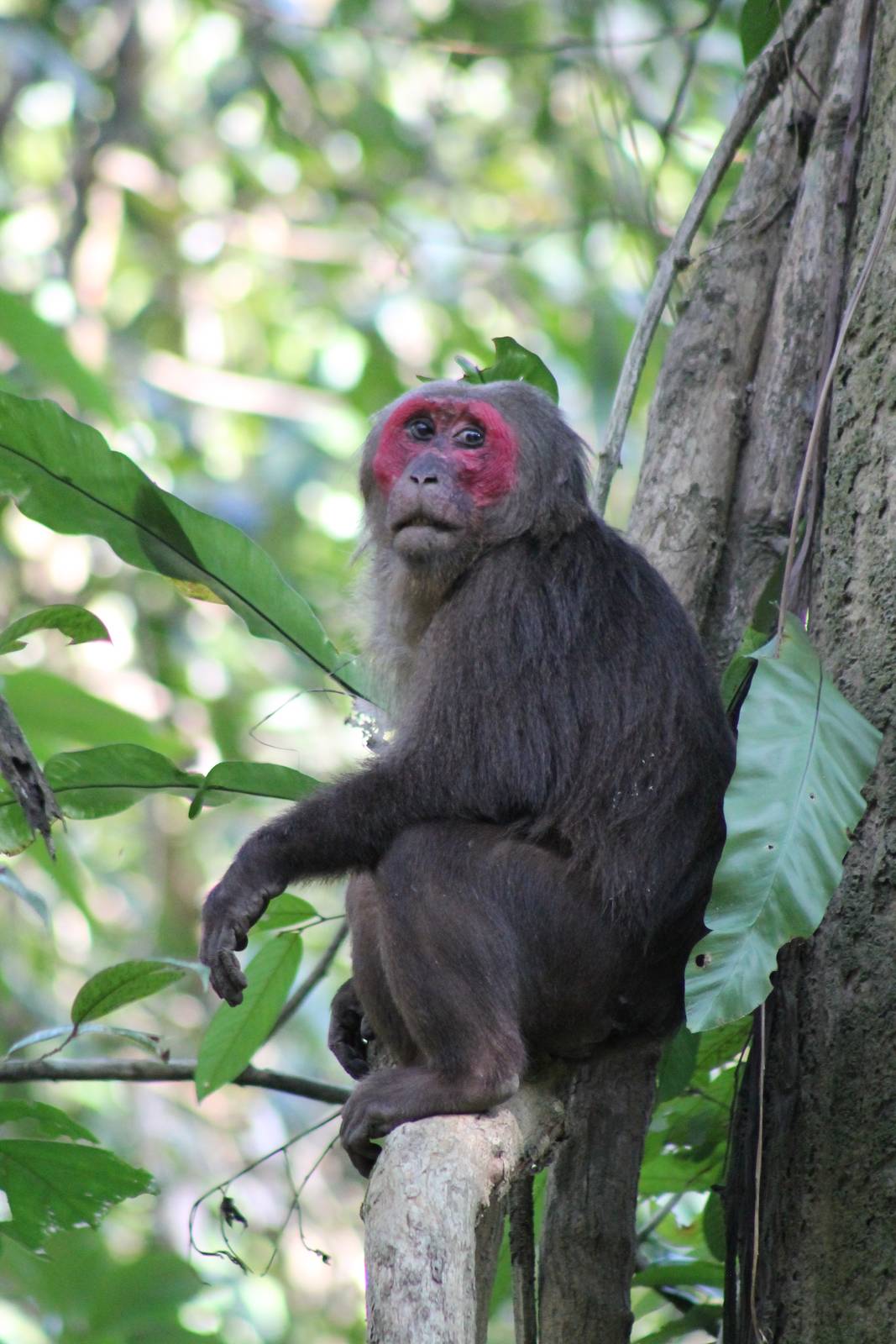 Stump-tailed Macaque (Macaca arctoides)
