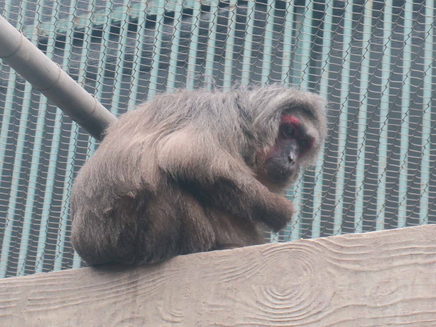 stump-tailed macaque (Macaca arctoides)