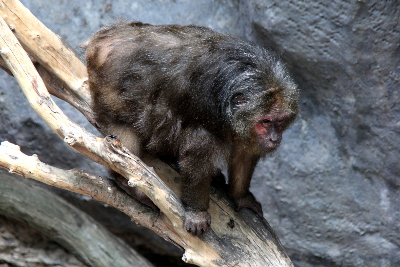 stump-tailed macaque (Macaca arctoides)
