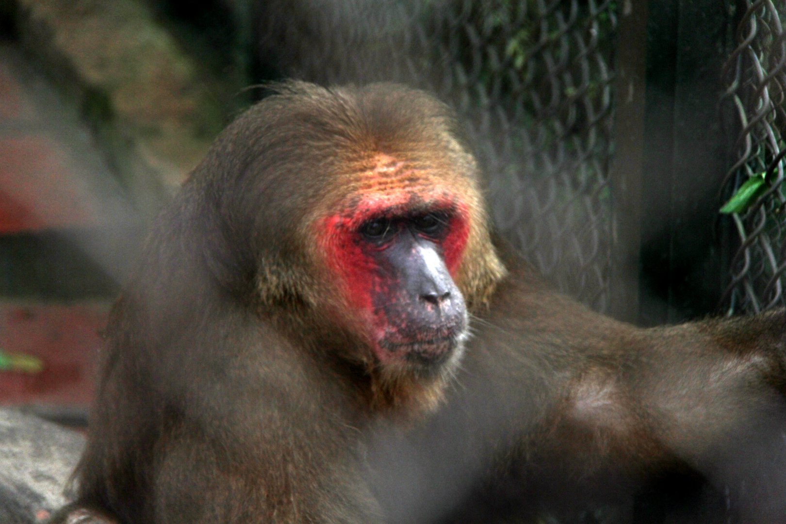 stump-tailed macaque (Macaca arctoides)