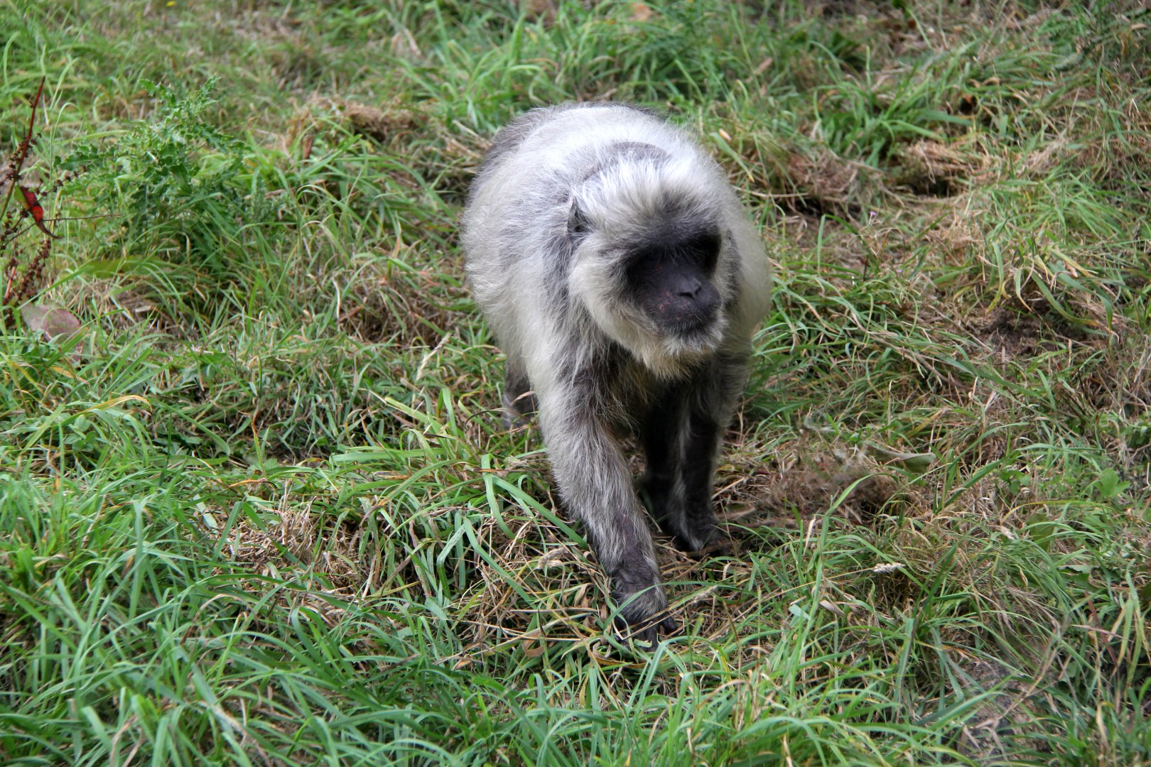 stump-tailed macaque (Macaca arctoides)