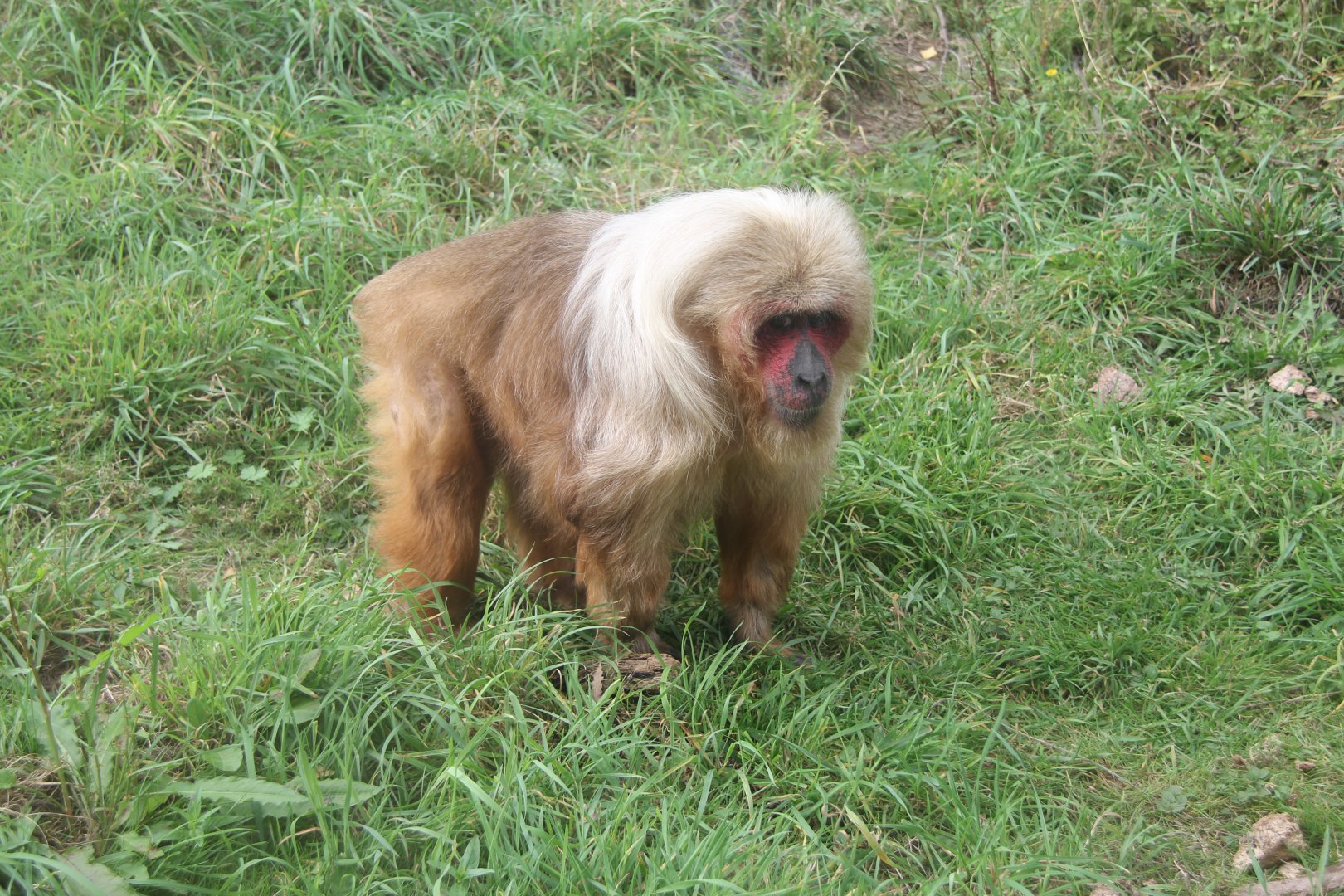 stump-tailed macaque (Macaca arctoides)