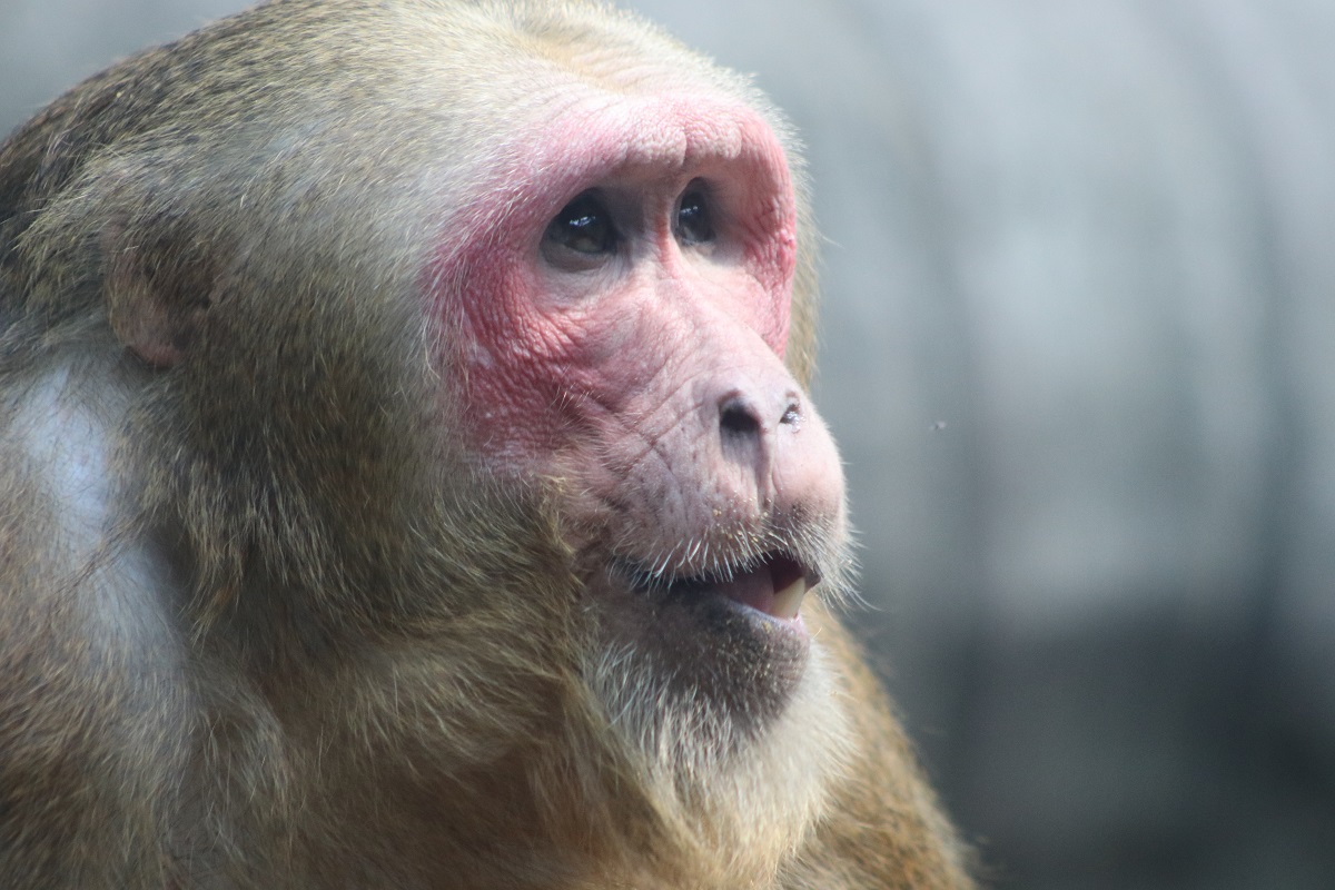 Stump-tailed Macaque (Macaca arctoides)