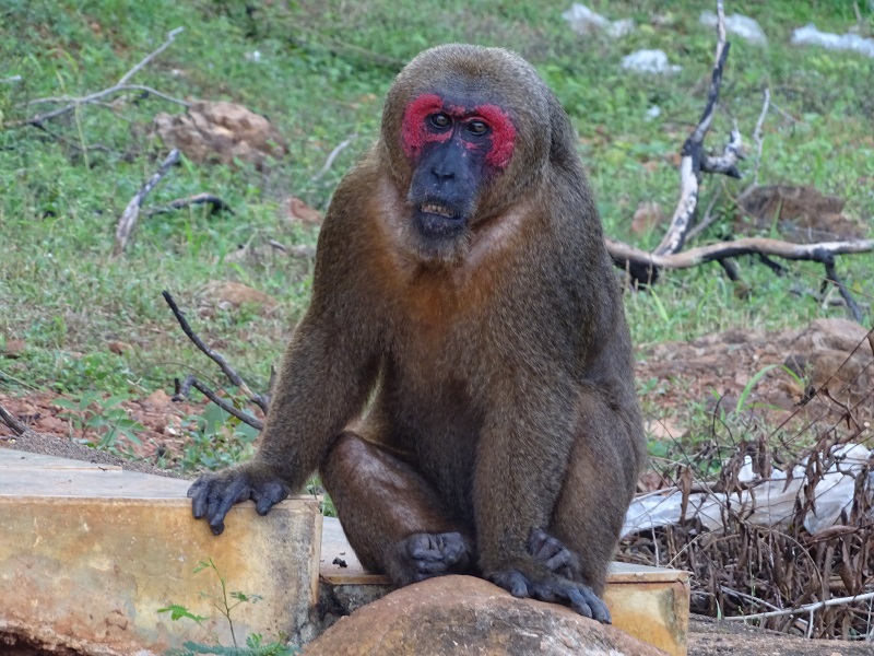 Stump-tailed macaque (Macaca arctoides)