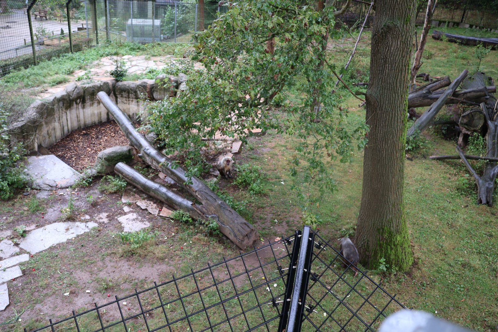 Stump-tailed macaque (Macaca arctoides)