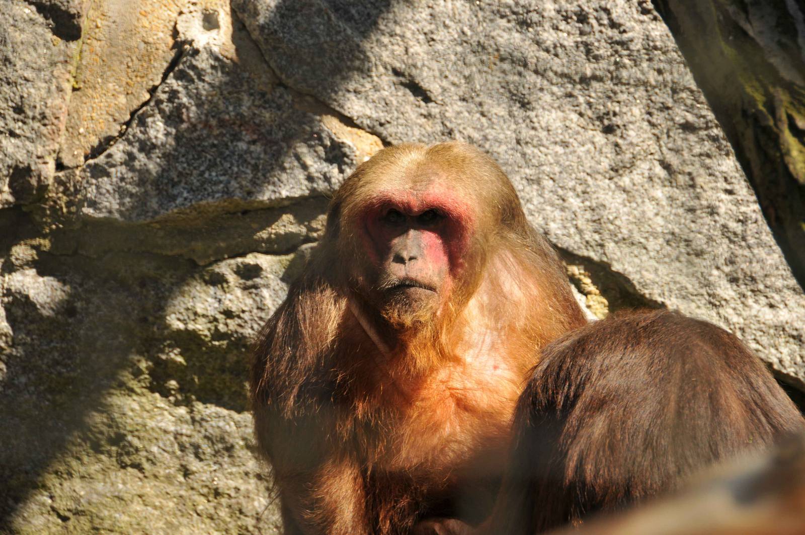 Stump-tailed macaque