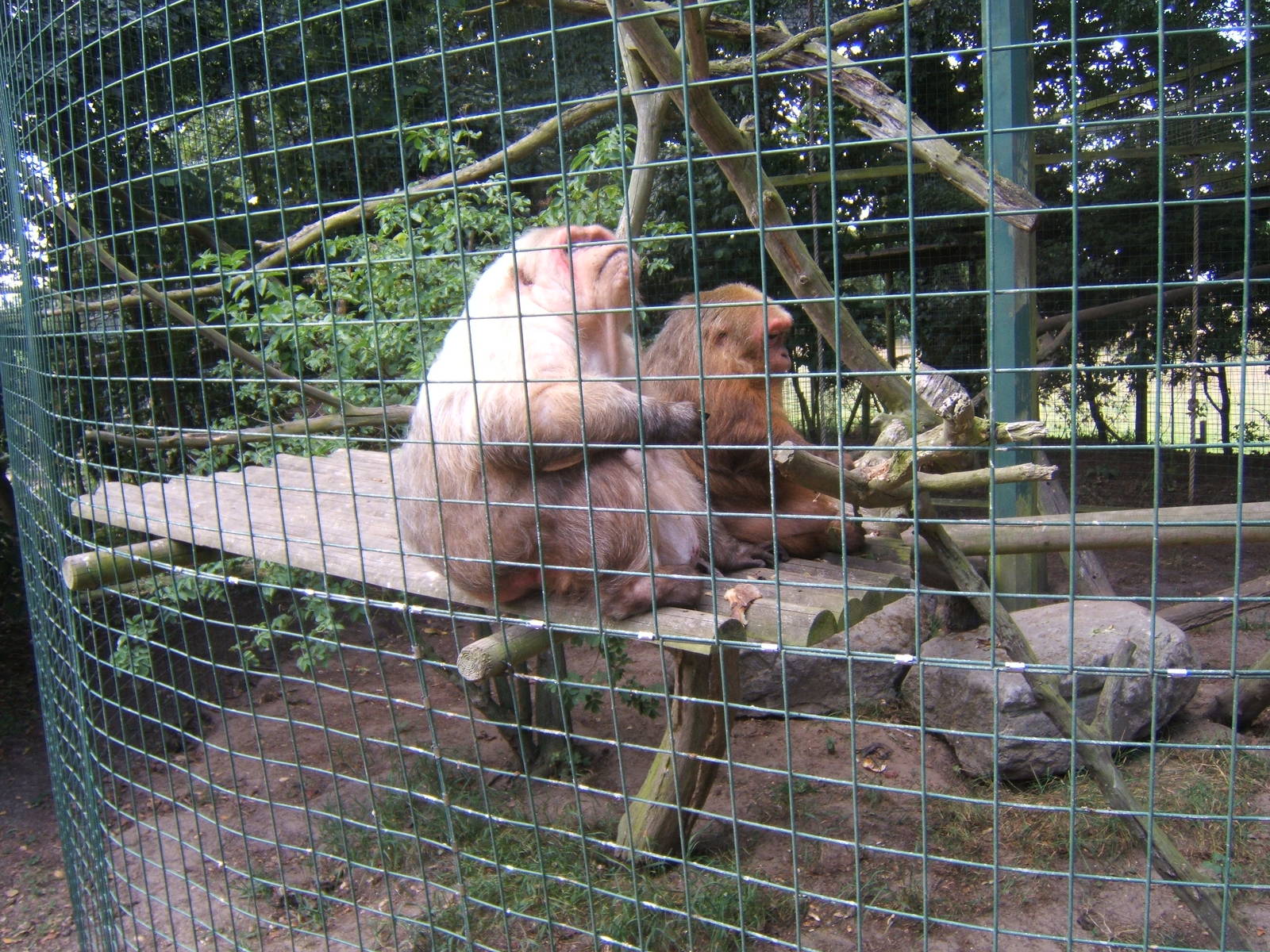 Stump-tailed Macaque