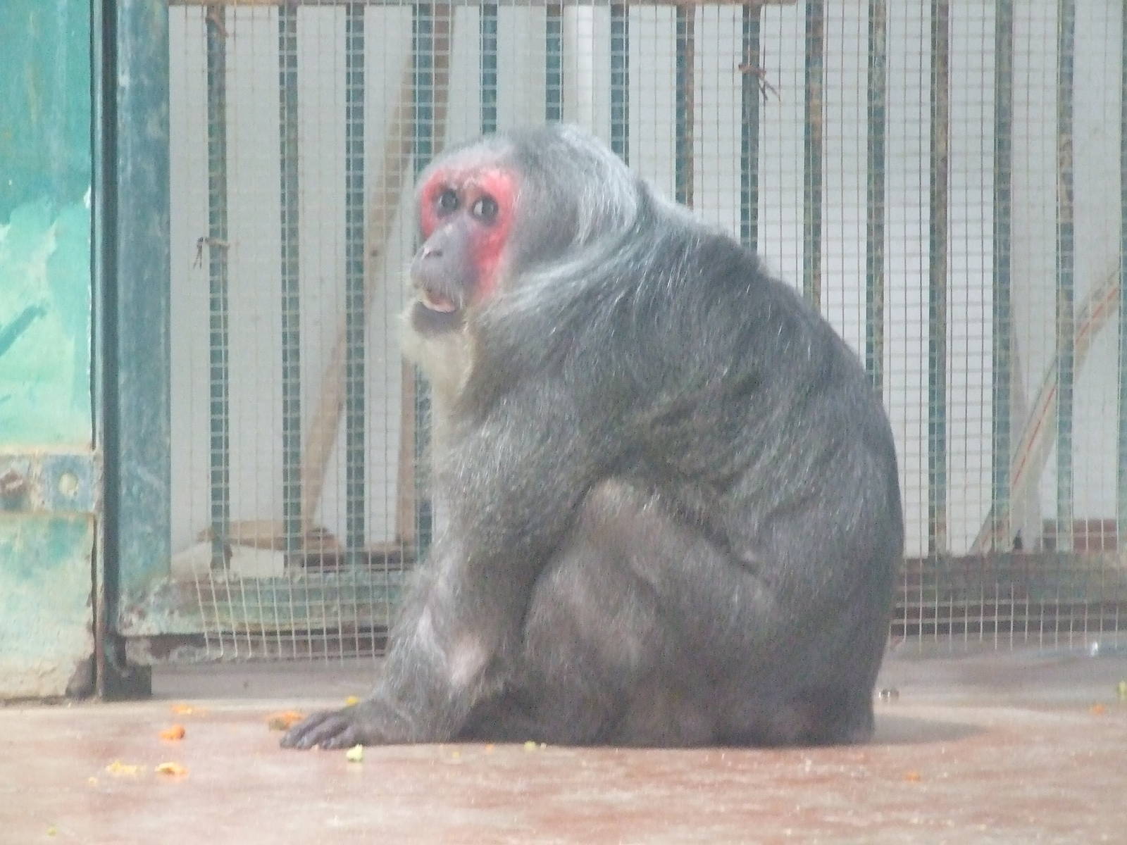 Stump-tailed macaque
