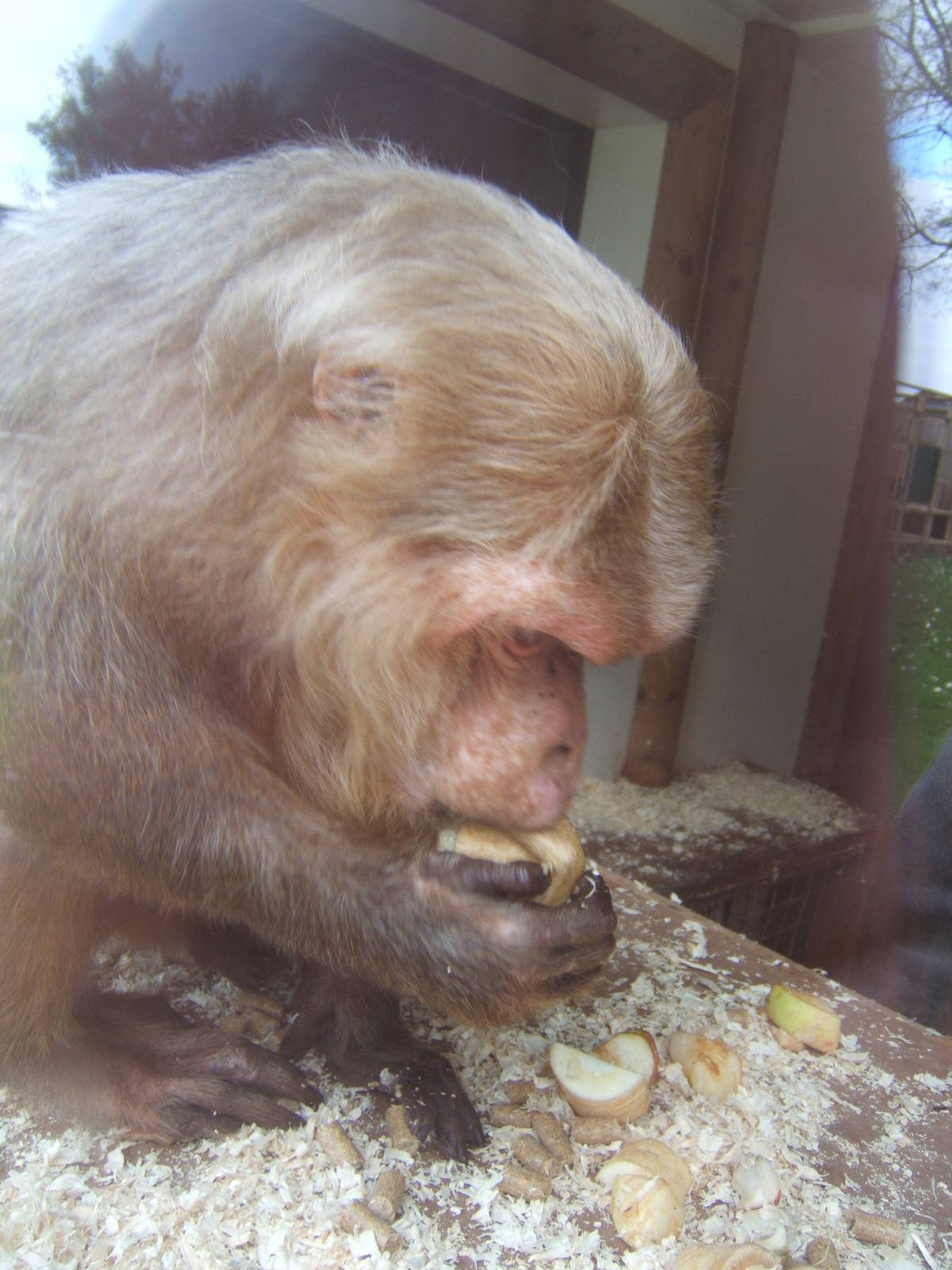 Stump-tailed Macaque