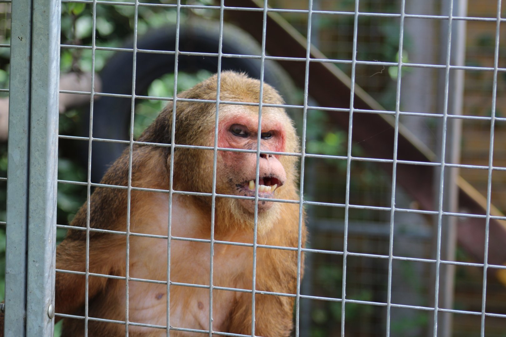 Stump-Tailed Macaque