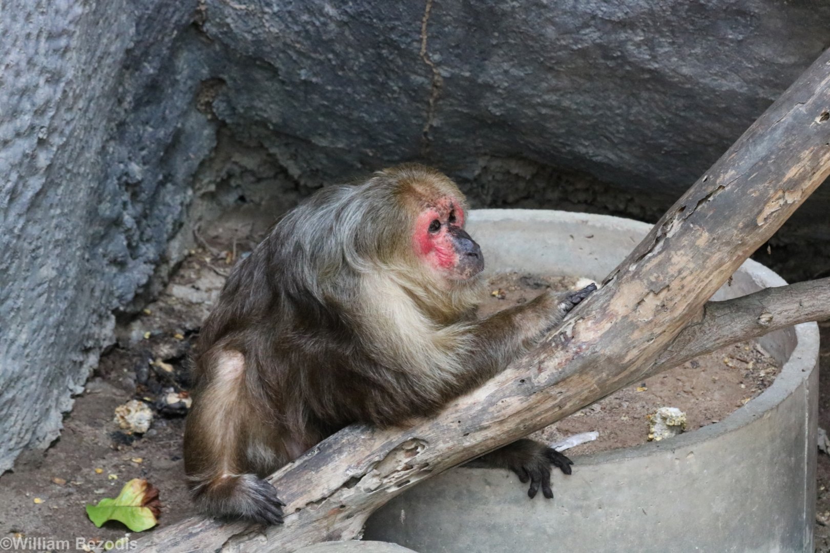 Stump-tailed Macaque