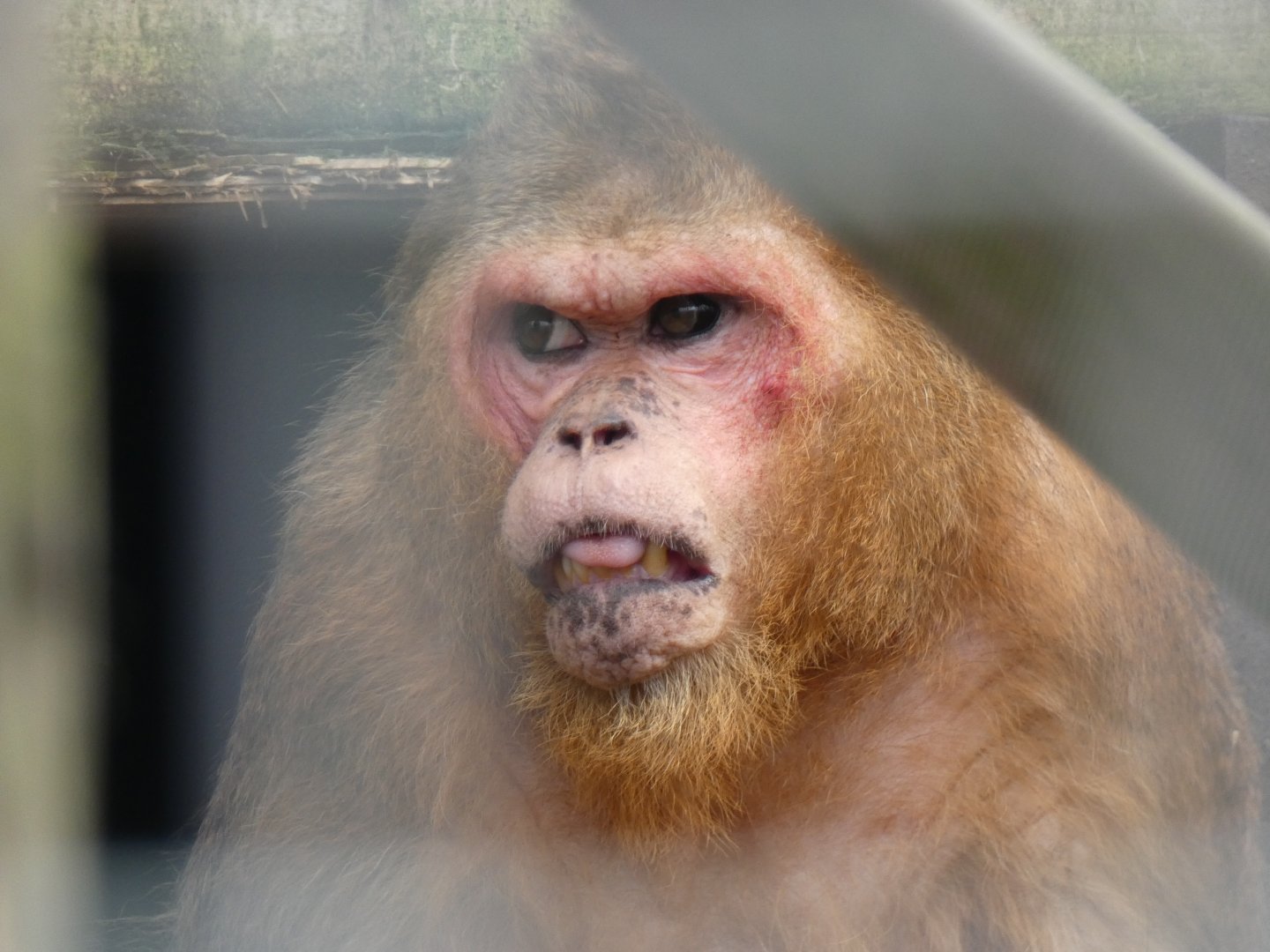 Stump-tailed Macaque