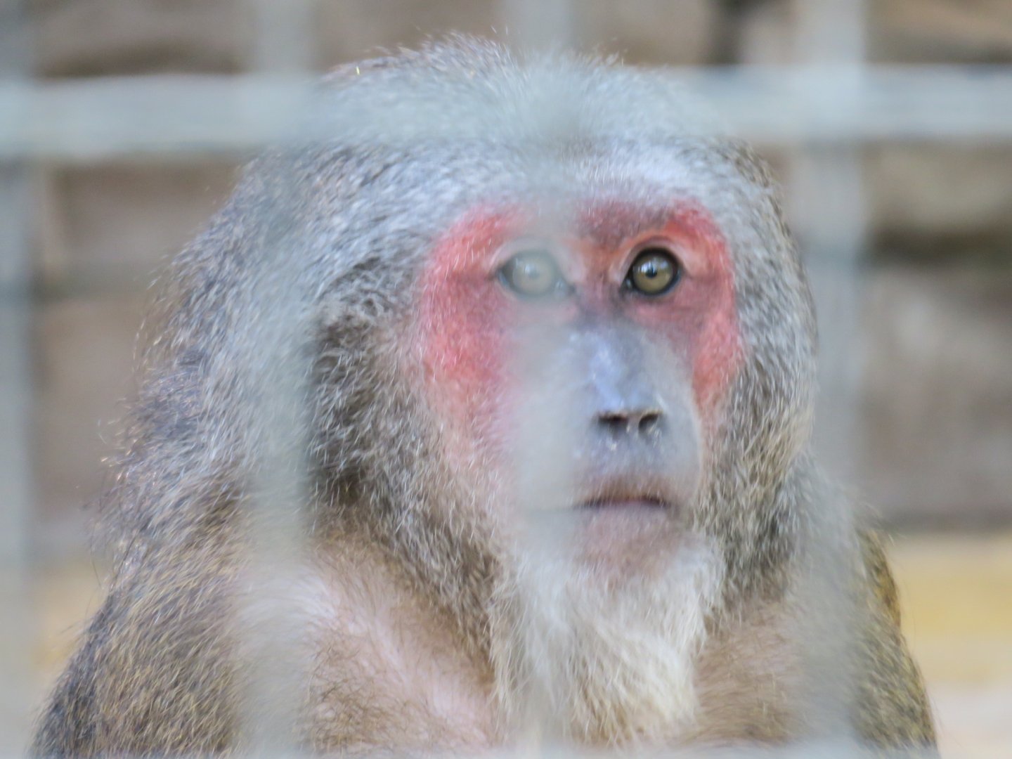 stump-tailed macaque