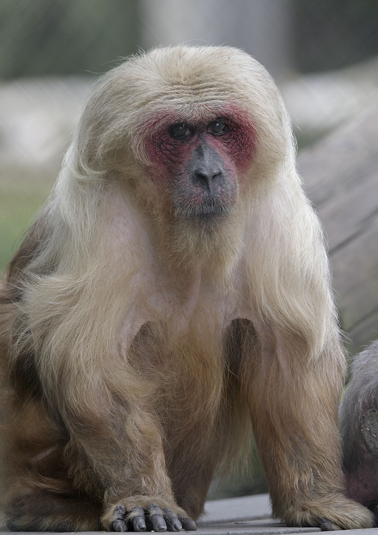 Stump-tailed macaque