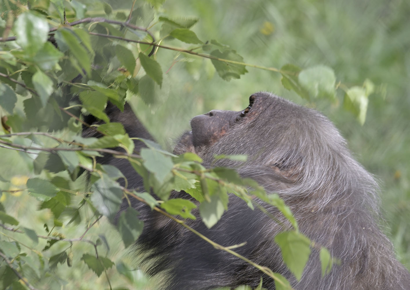 Stump-tailed macaque