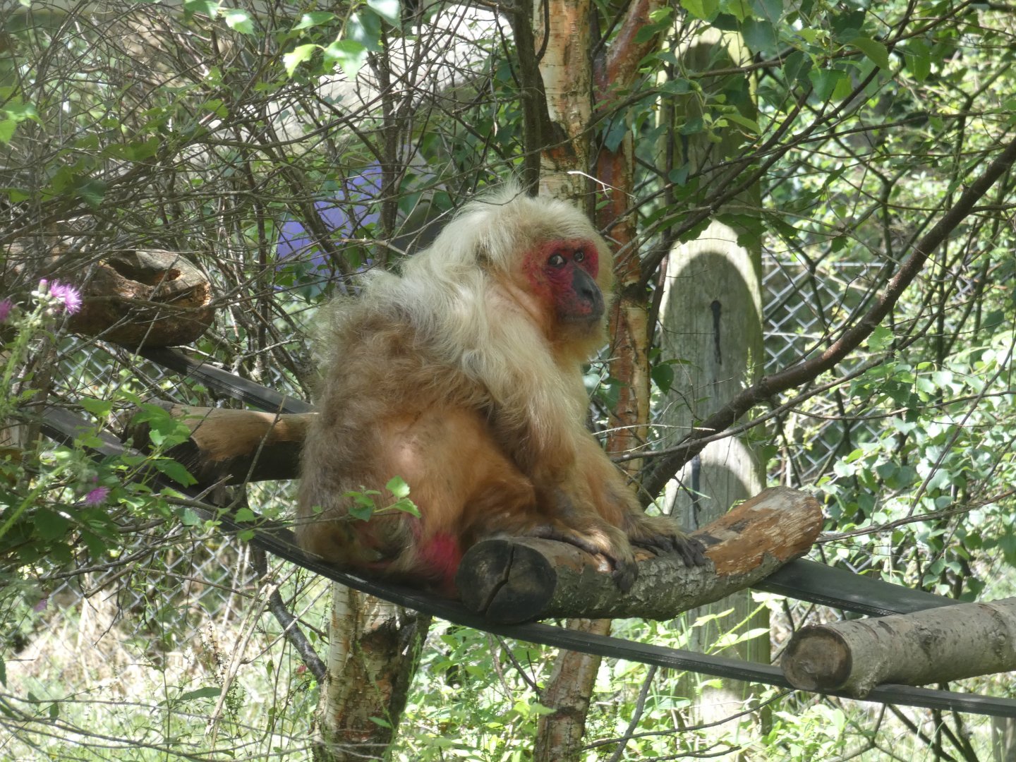 Stump-tailed macaque