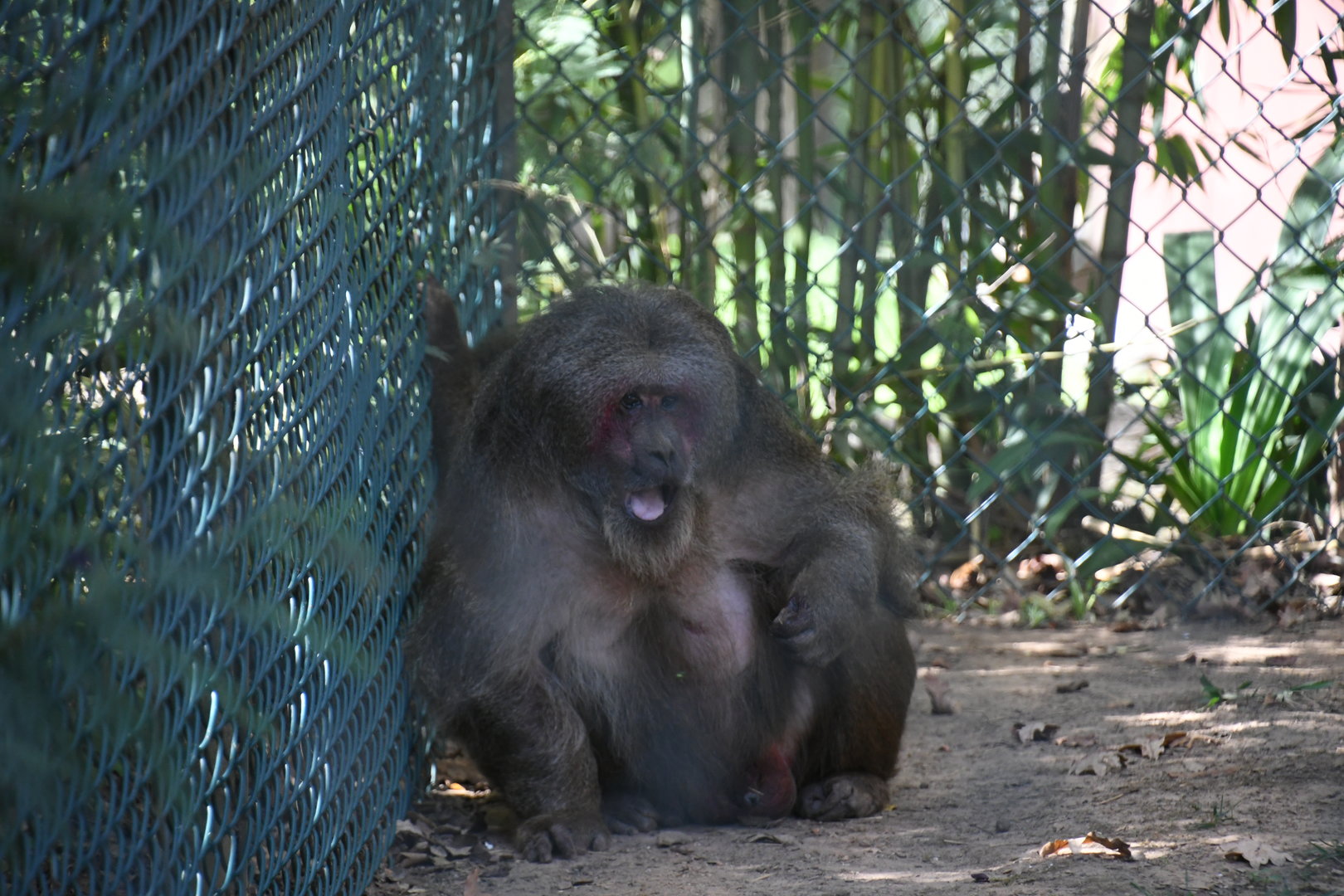 Stump-tailed Macaque