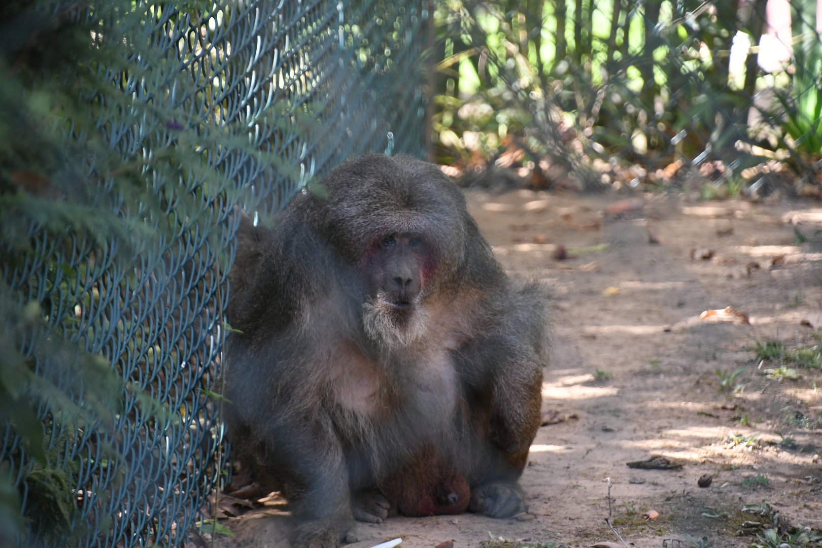 Stump-tailed Macaque
