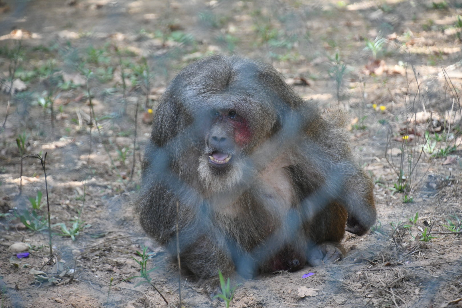 Stump-tailed Macaque