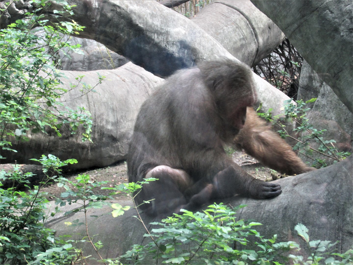 stump tailed macaque