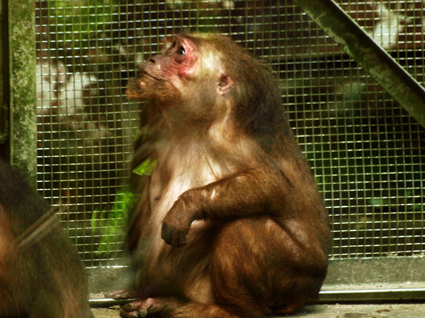 Stump-tailed macaque