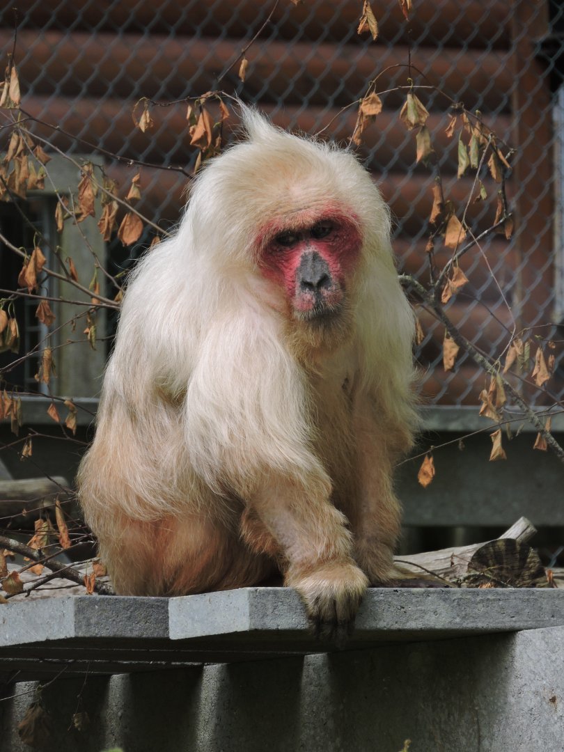 Stump-tailed macaque