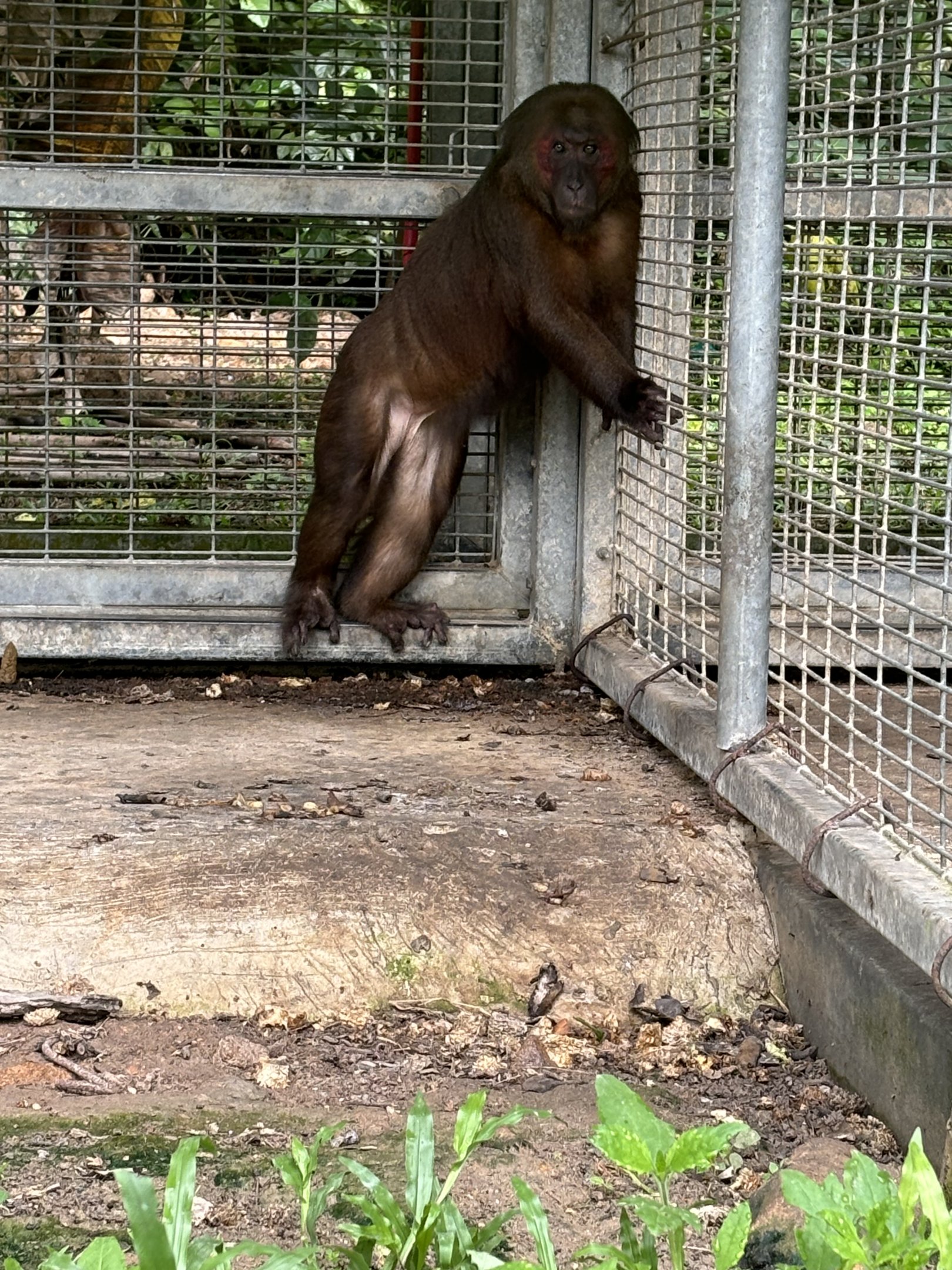 Stump-tailed Macaque