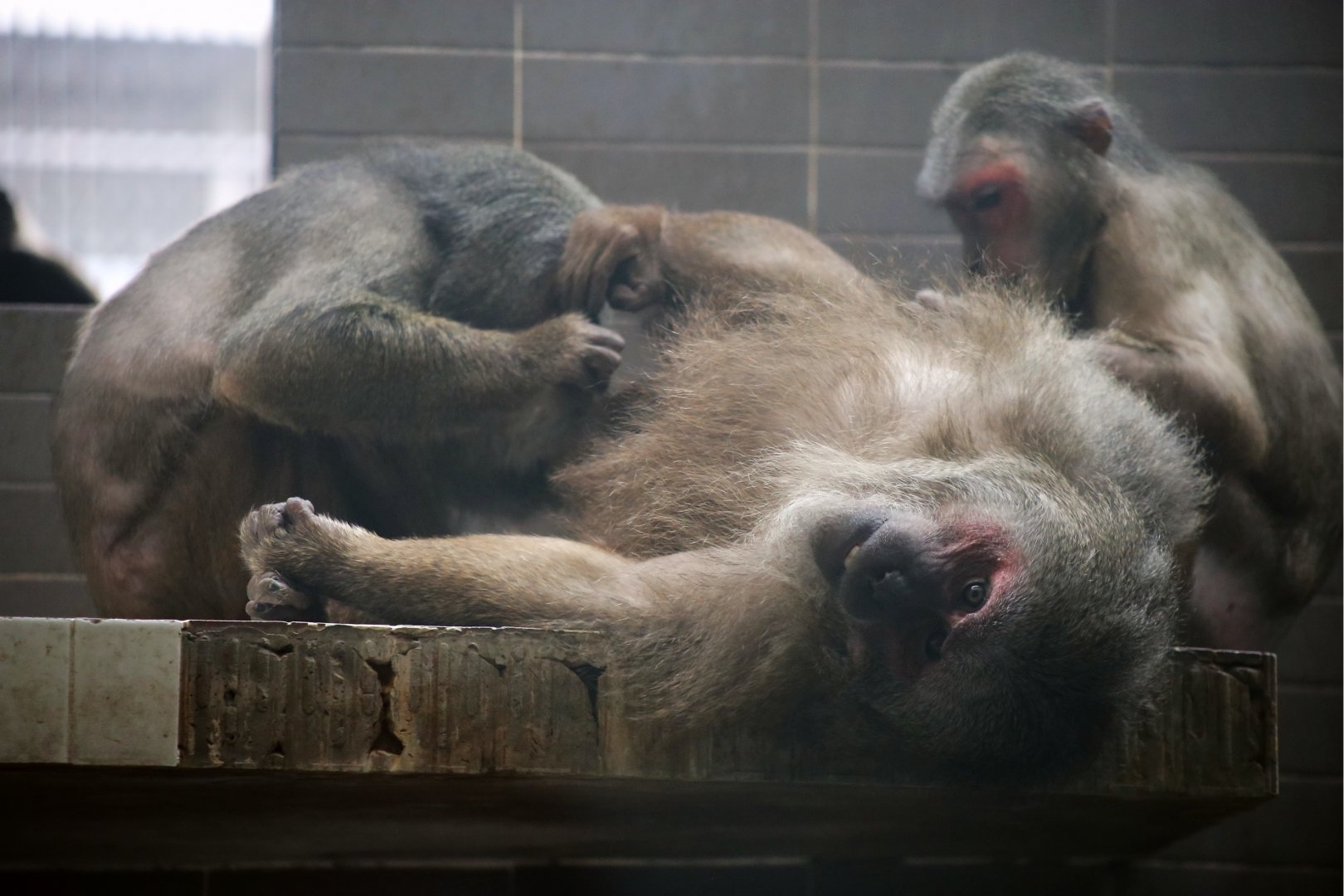 Stump-tailed Macaque