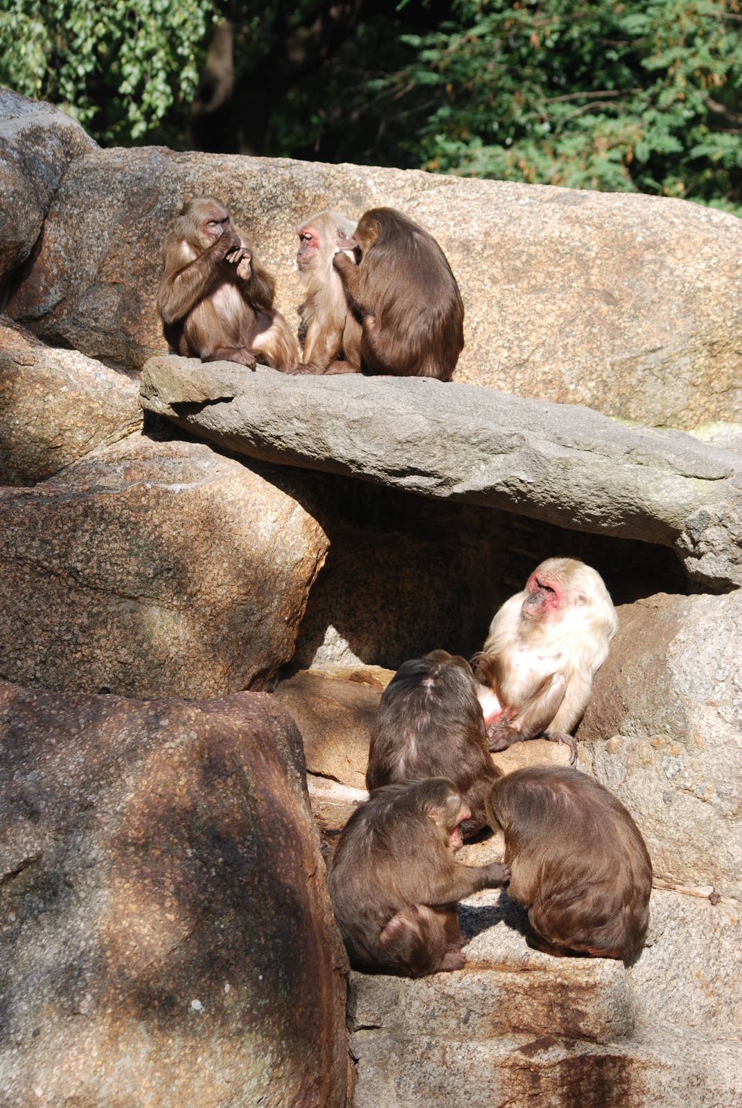 Stump-tailed Macaques at Berlin Zoo, 31/08/11