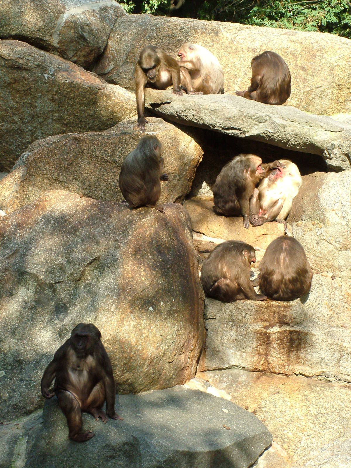 Stump-tailed Macaques at Berlin Zoo, 31/08/11