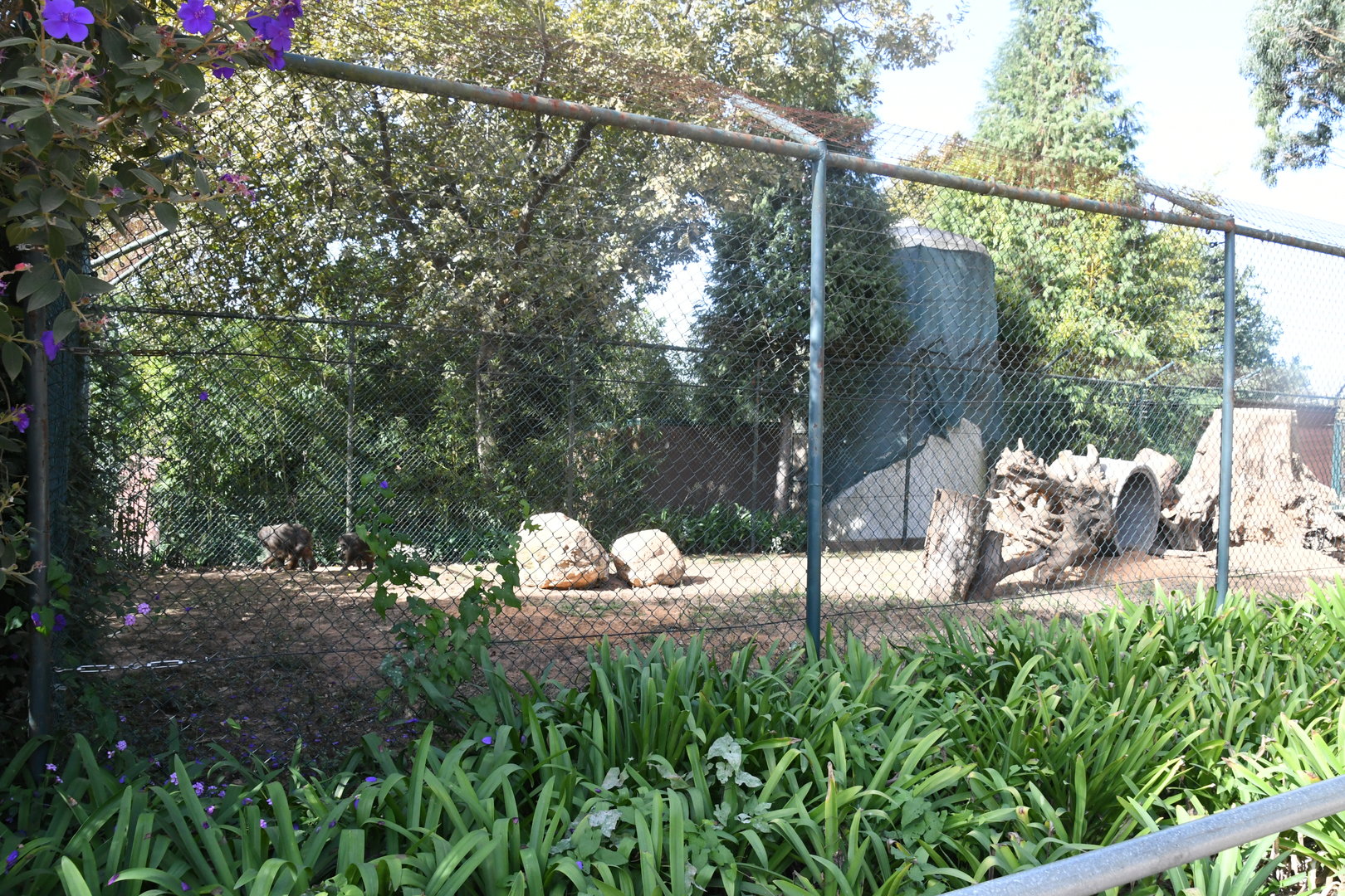 Stump-tailed Macaques exhibit