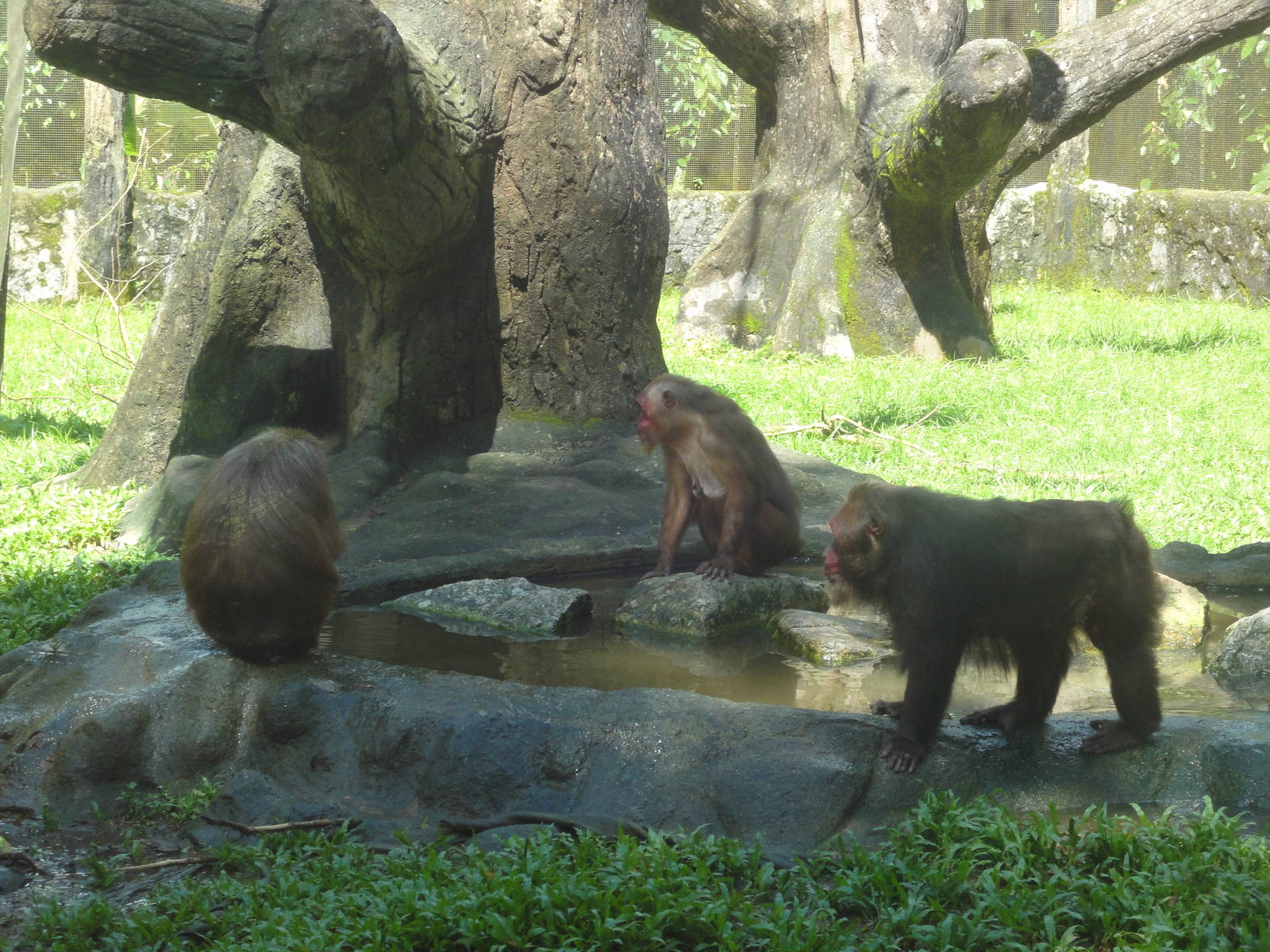 Stump Tailed Macaques
