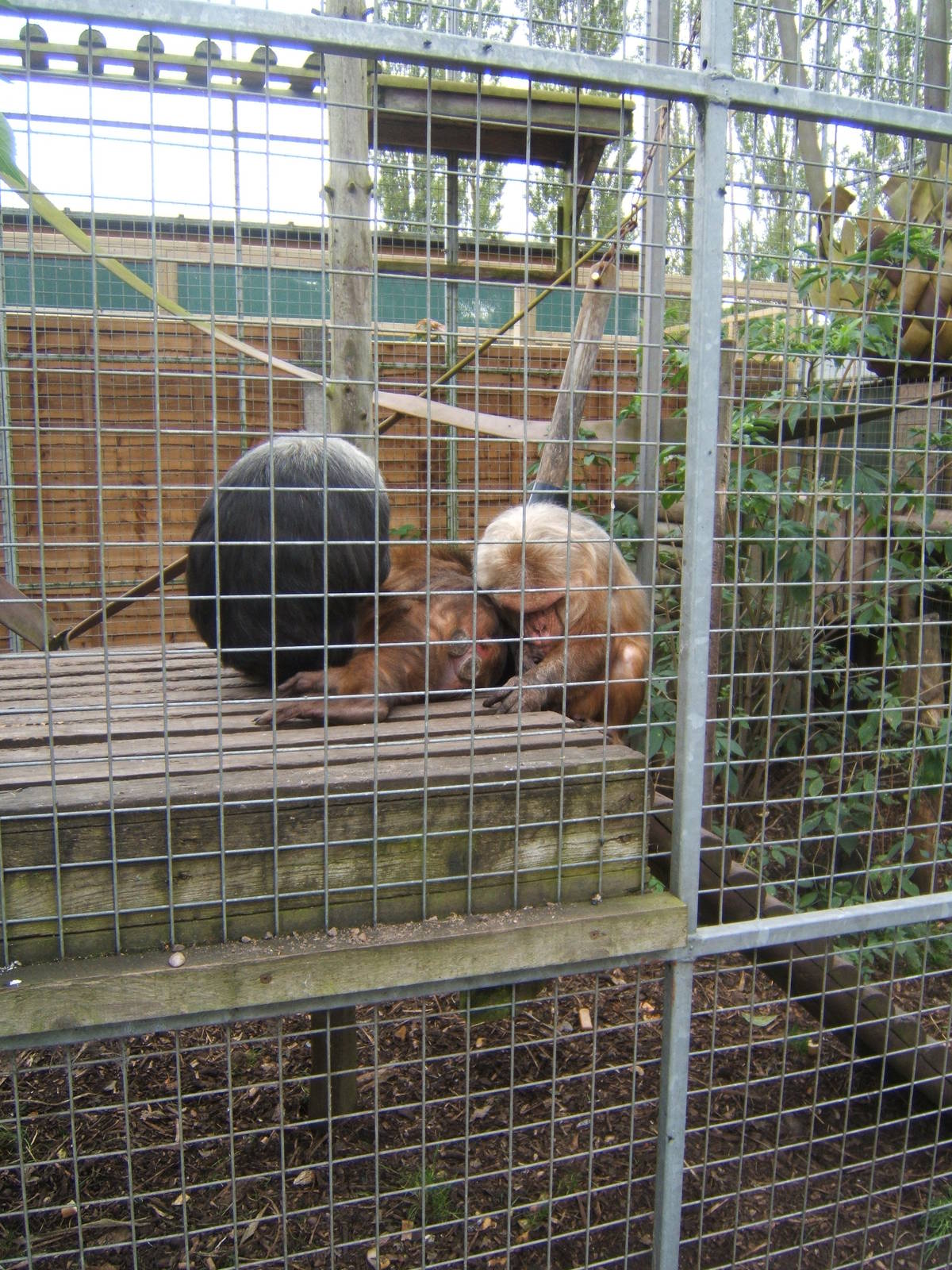 Stump-tailed Macaques