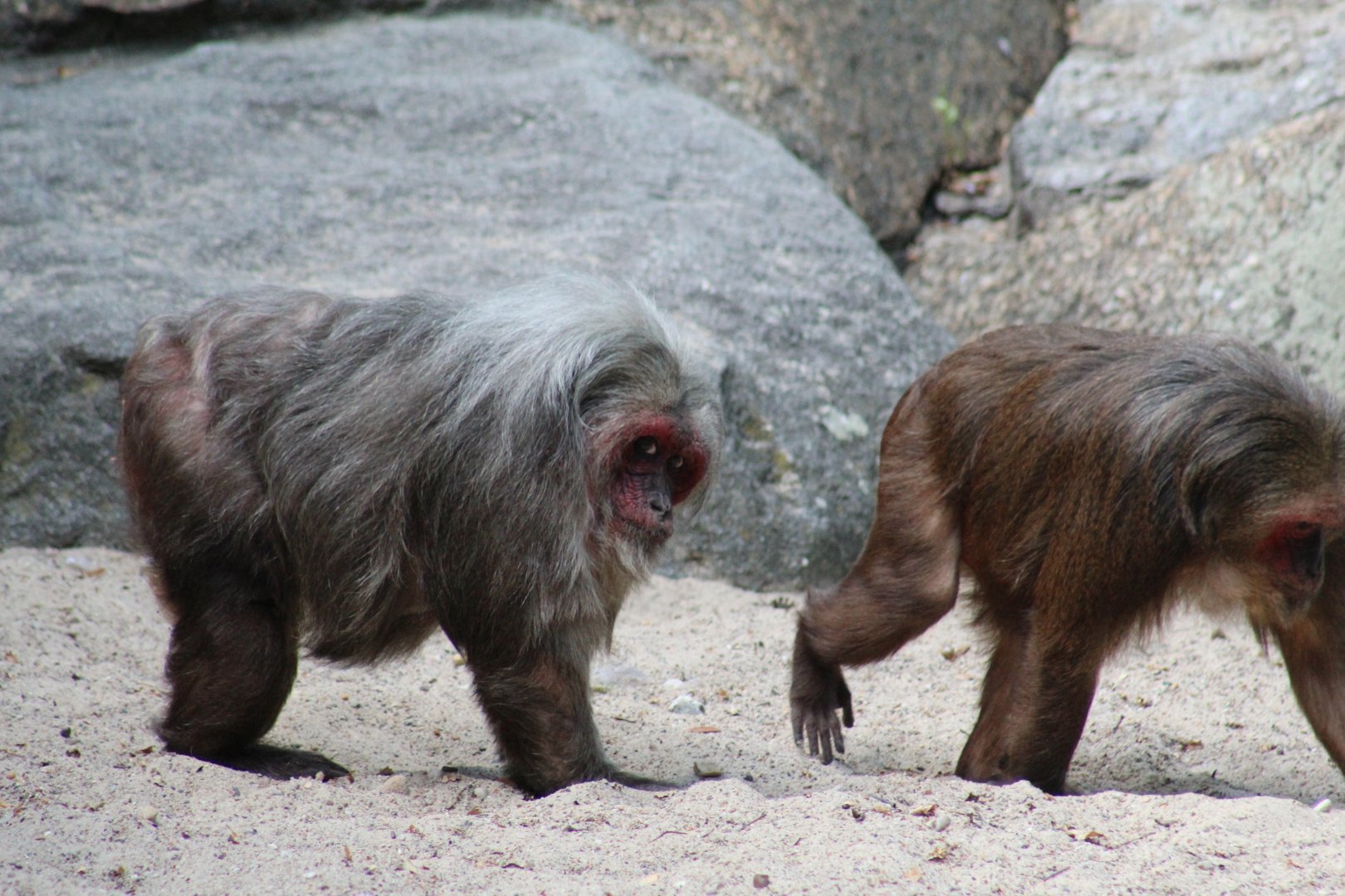 Stump-Tailed Macaques
