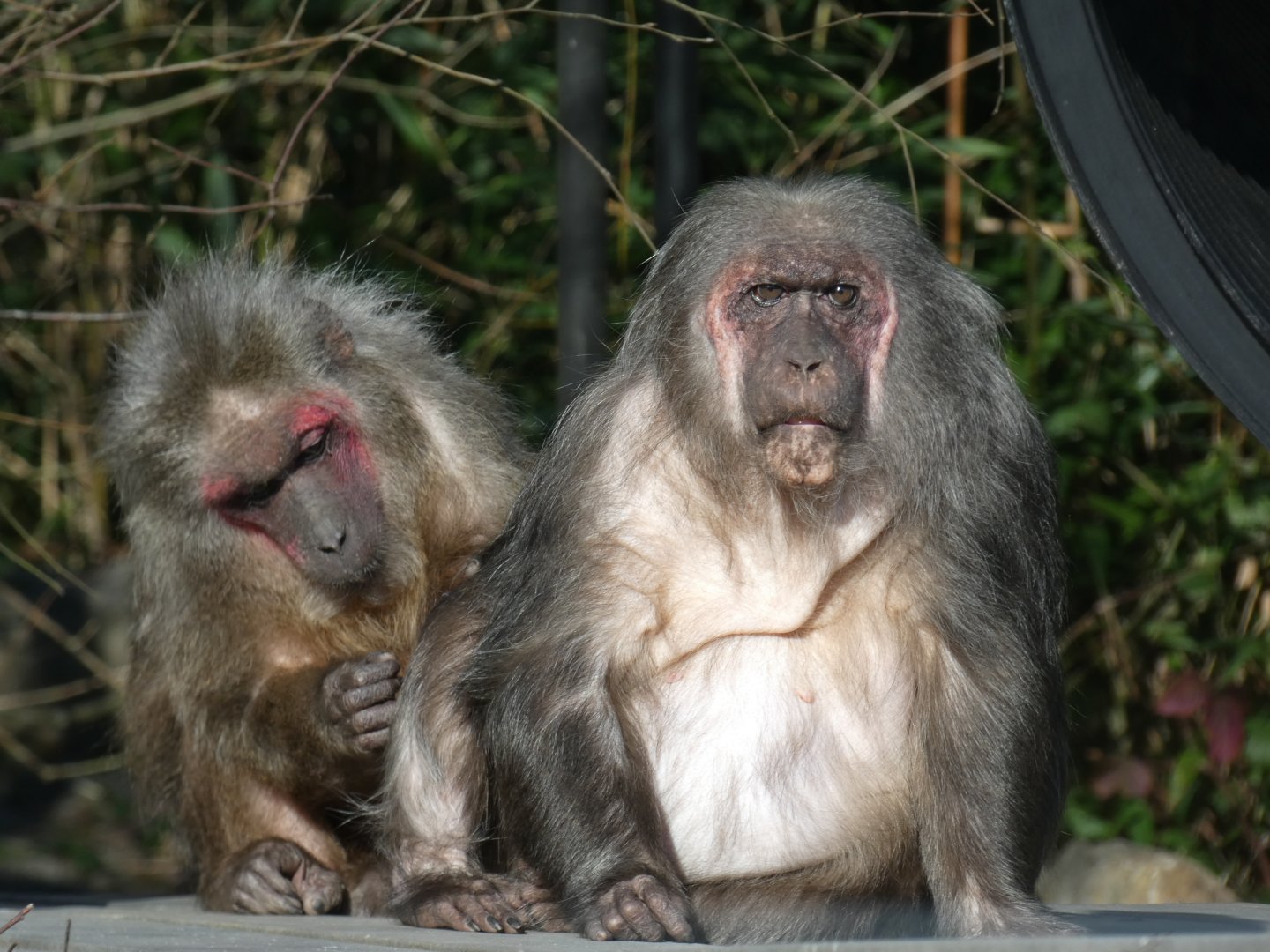 Stump-tailed Macaques