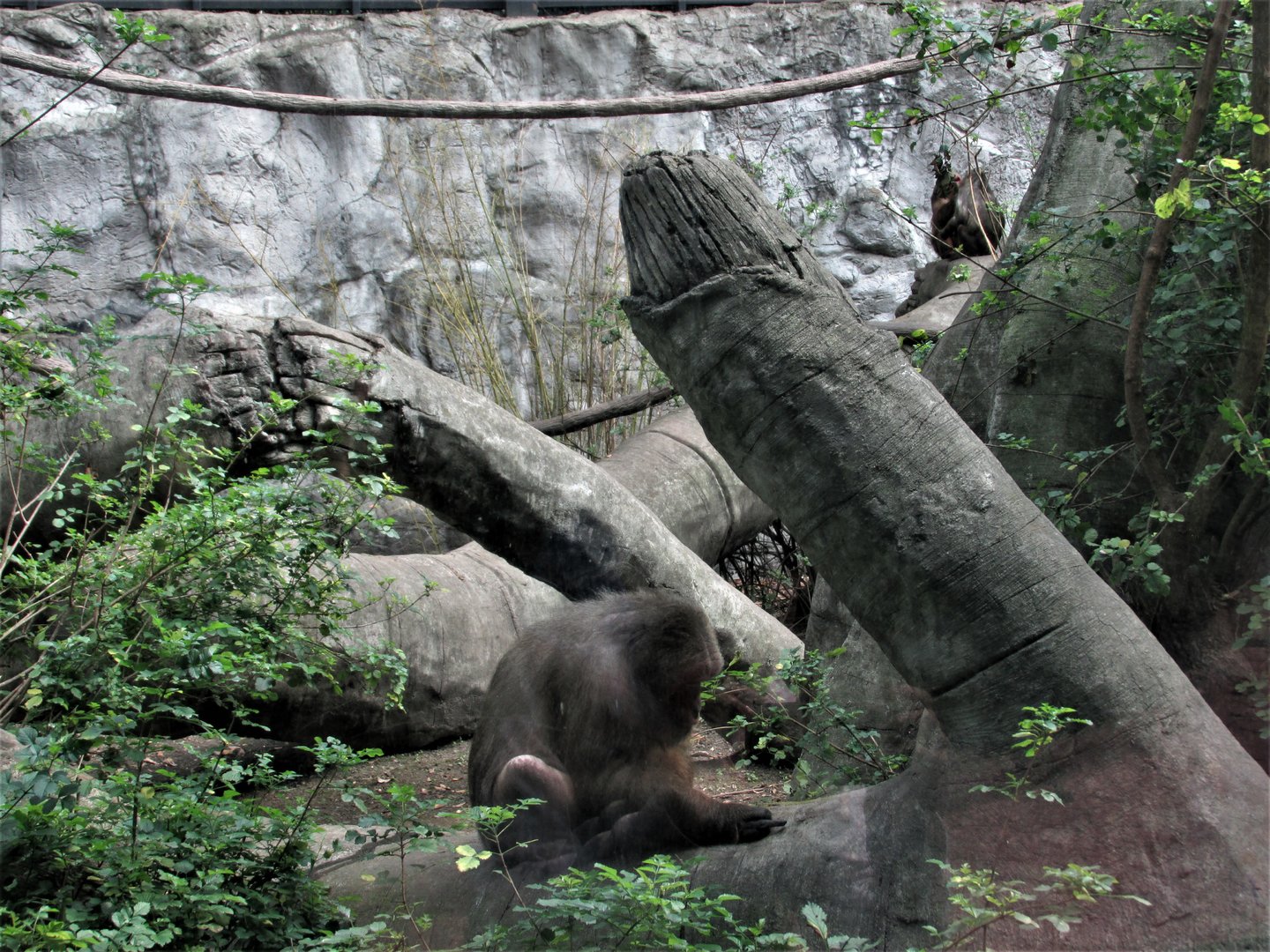 stump tailed macaques