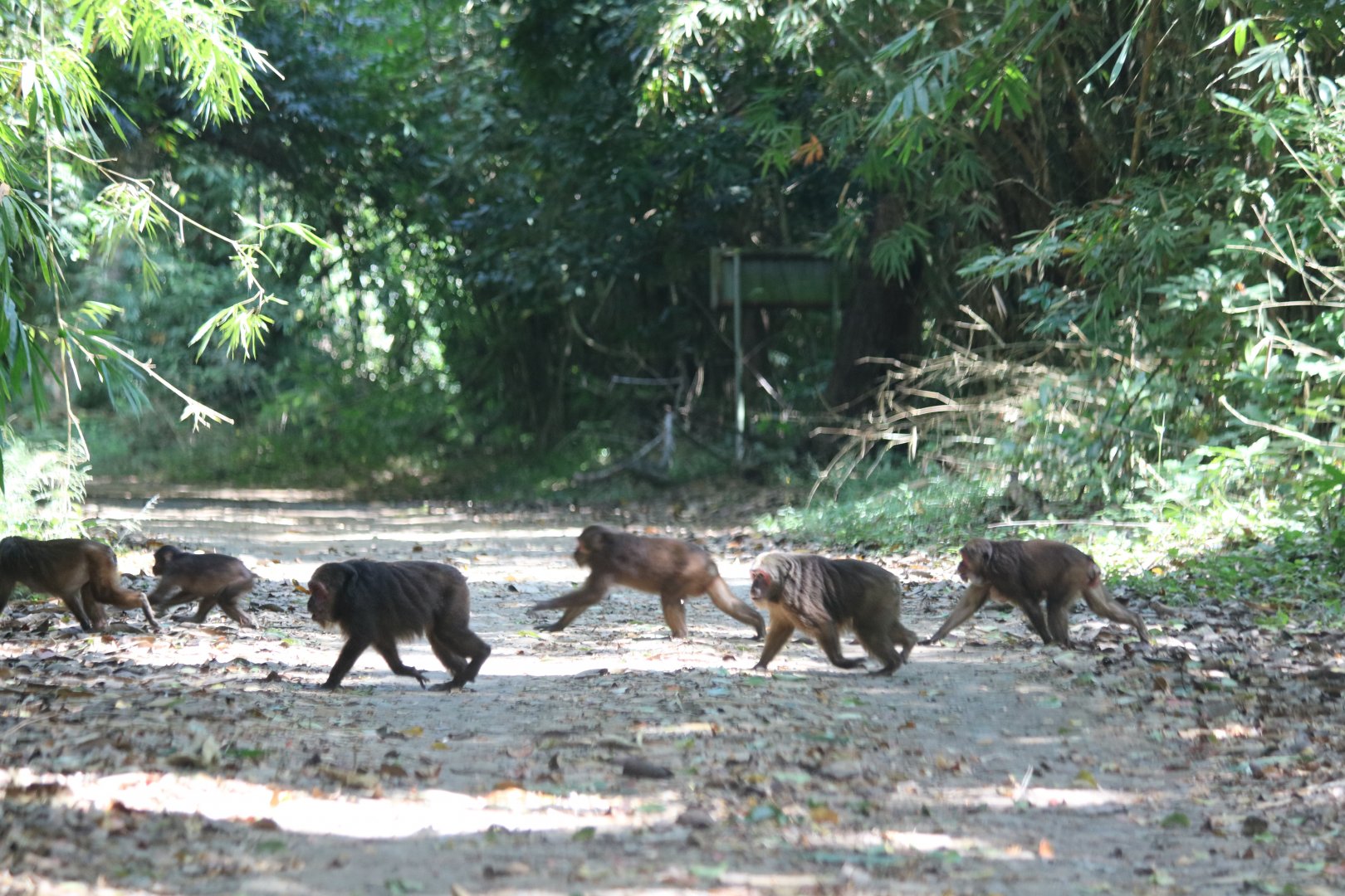Stump-tailed Macaques