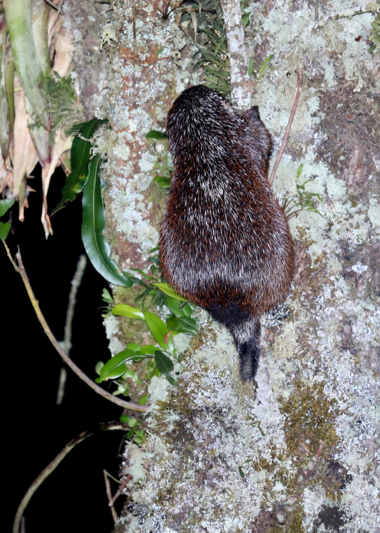 stump-tailed porcupine (Coendou rufescens)