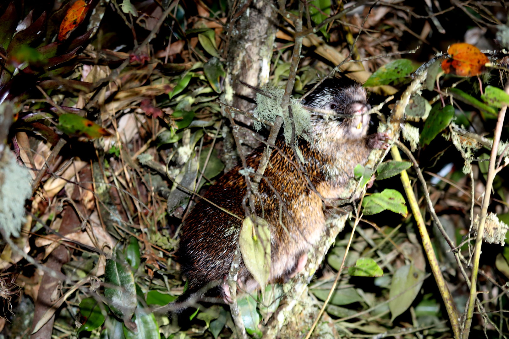 stump-tailed porcupine (Coendou rufescens)