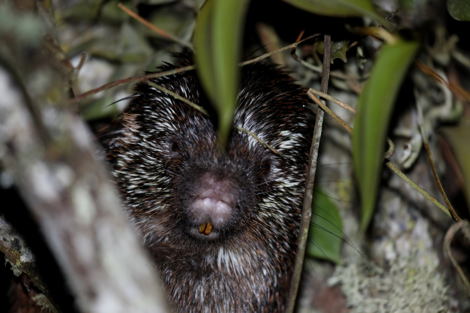 stump-tailed porcupine (Coendou rufescens)