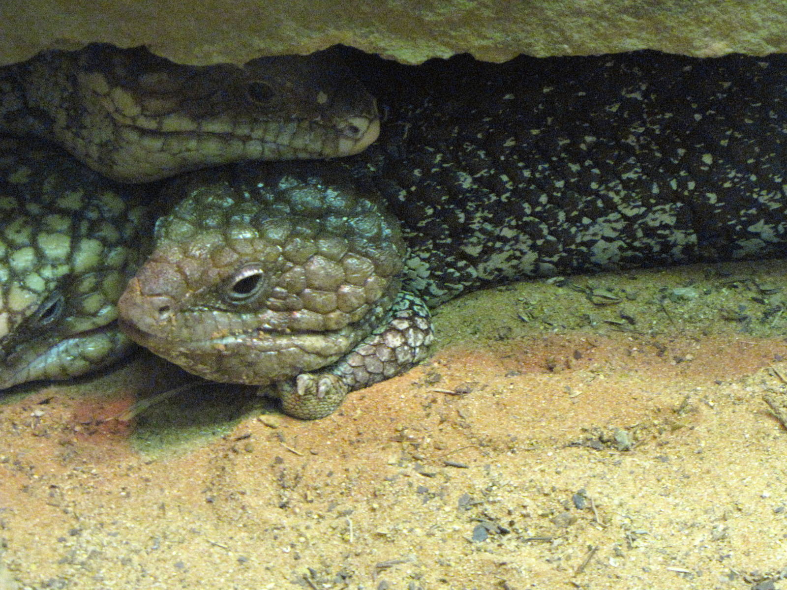 Stump-tailed Skinks